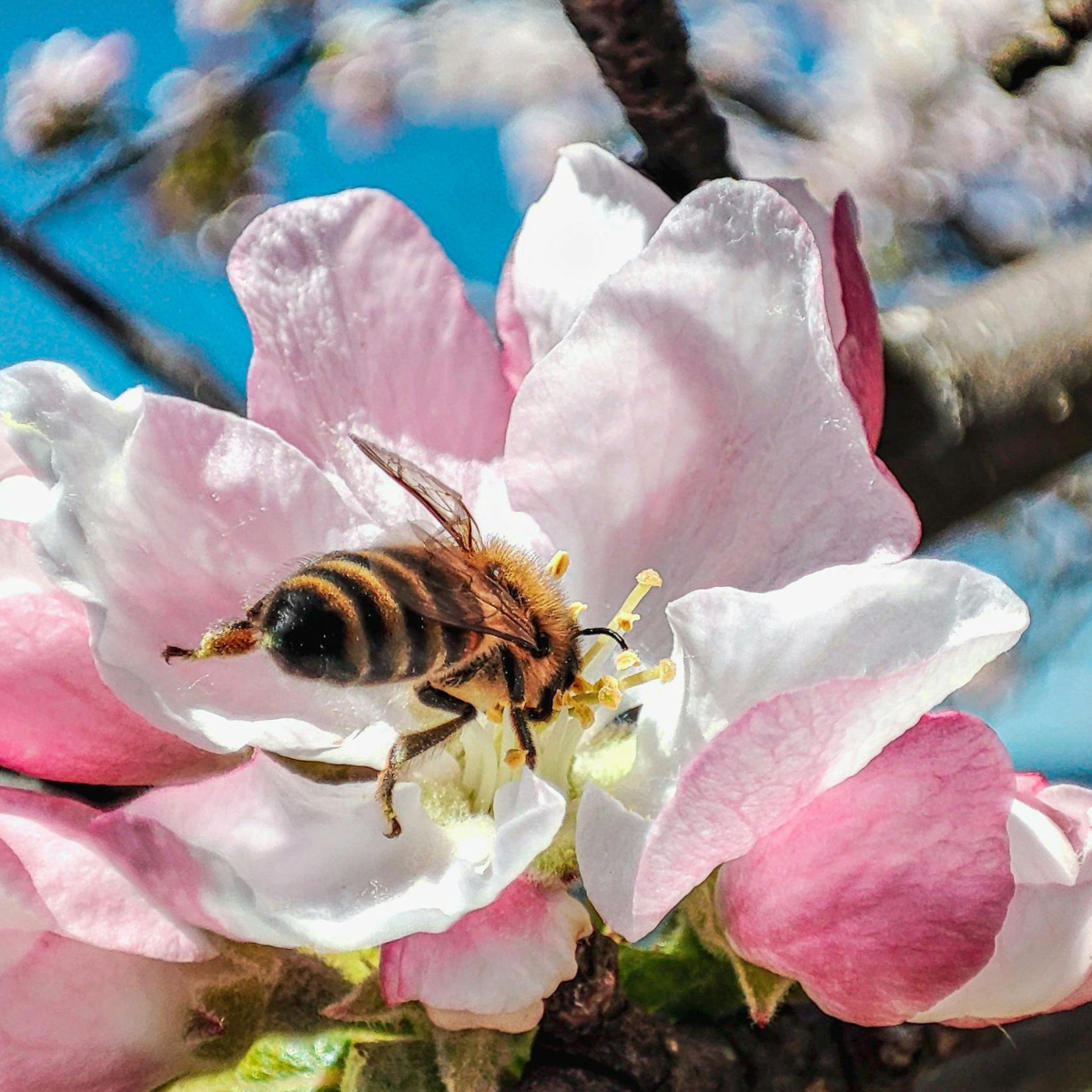 Loving Our Pollinators