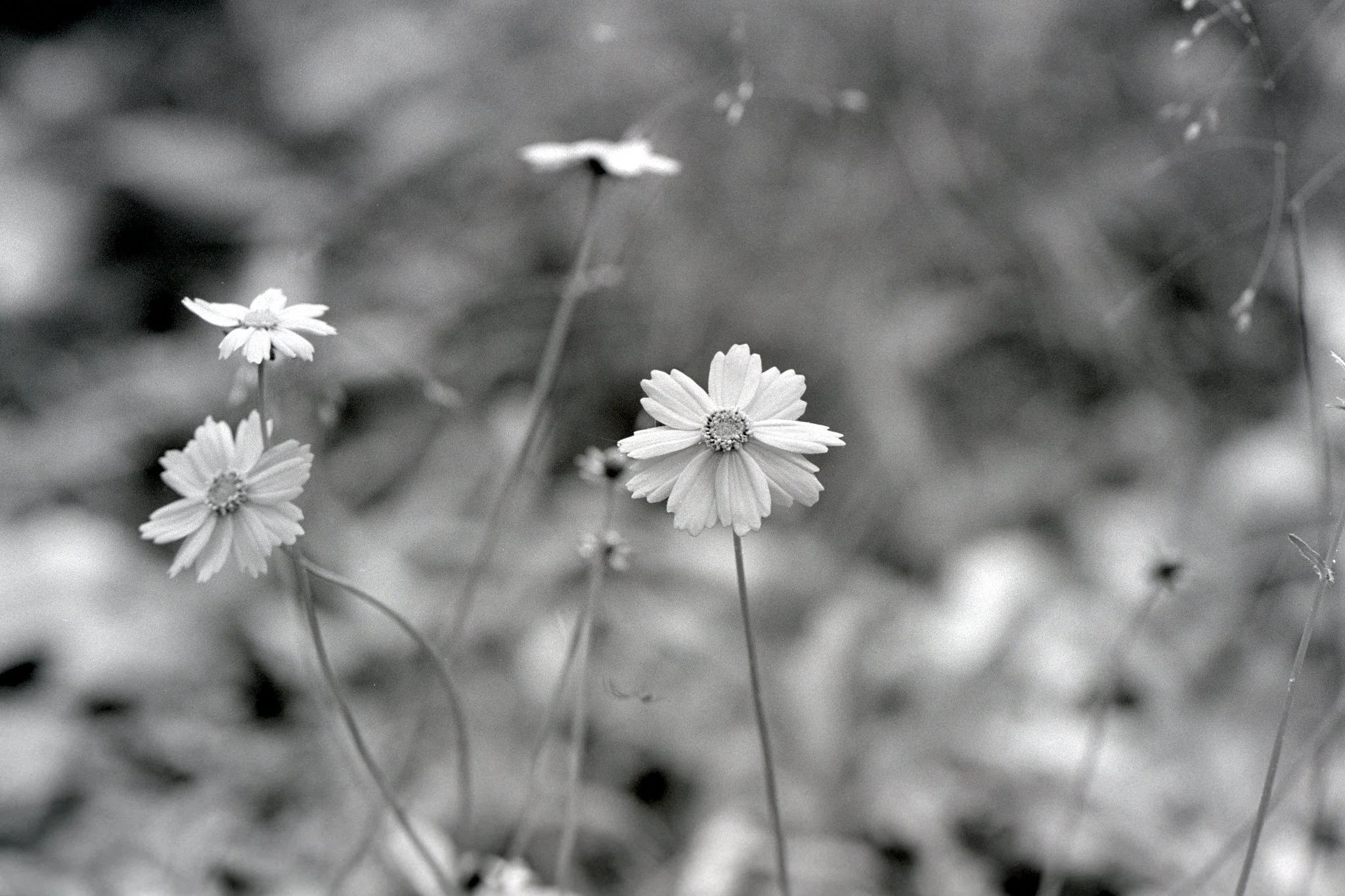 260629_Negatives_small_014.jpg