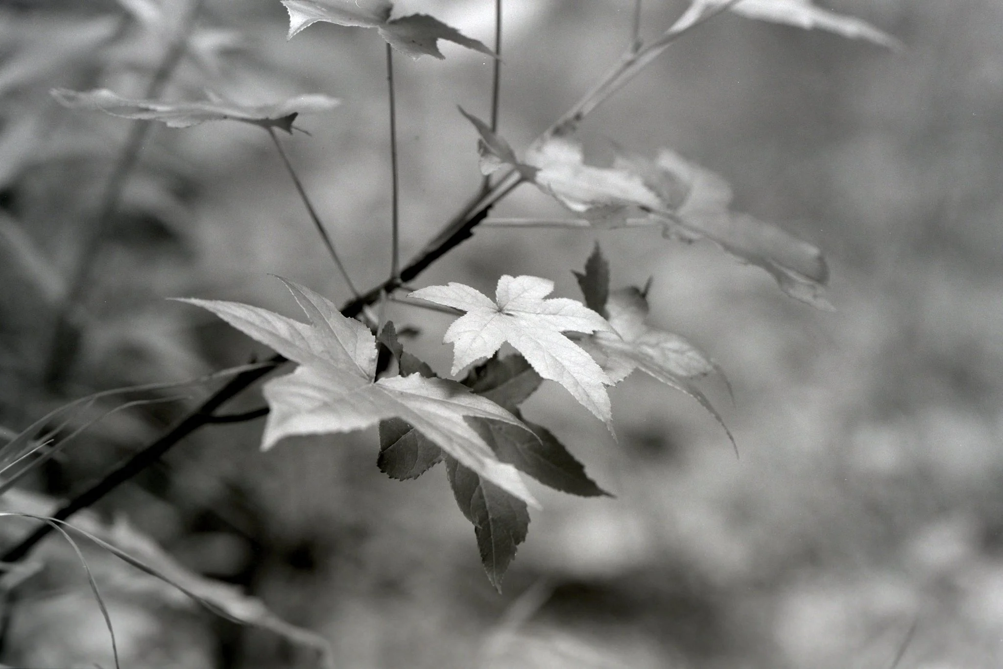 260629_Negatives_small_019.jpg