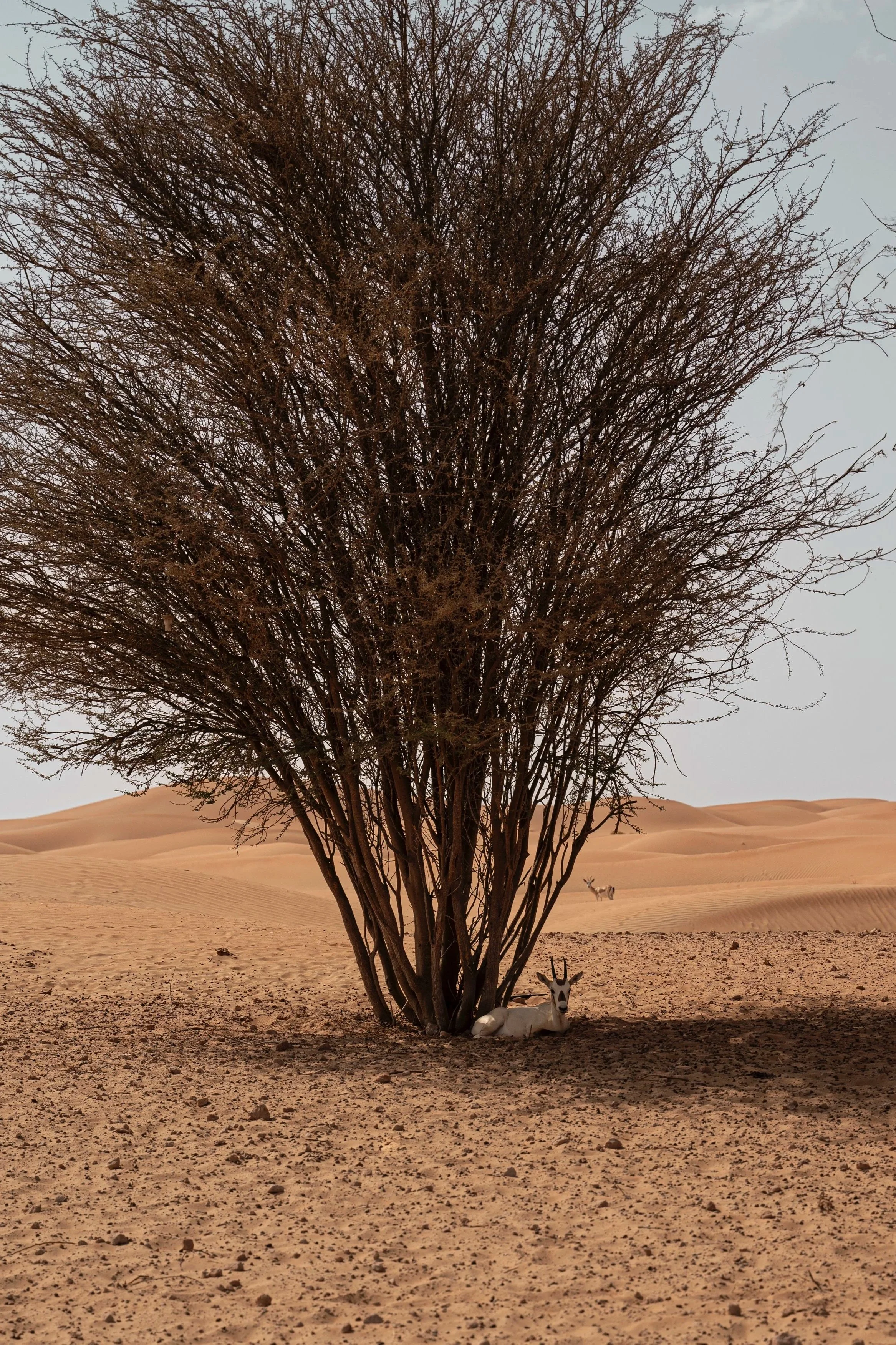 Empty Quarter, Abu Dhabi UAE