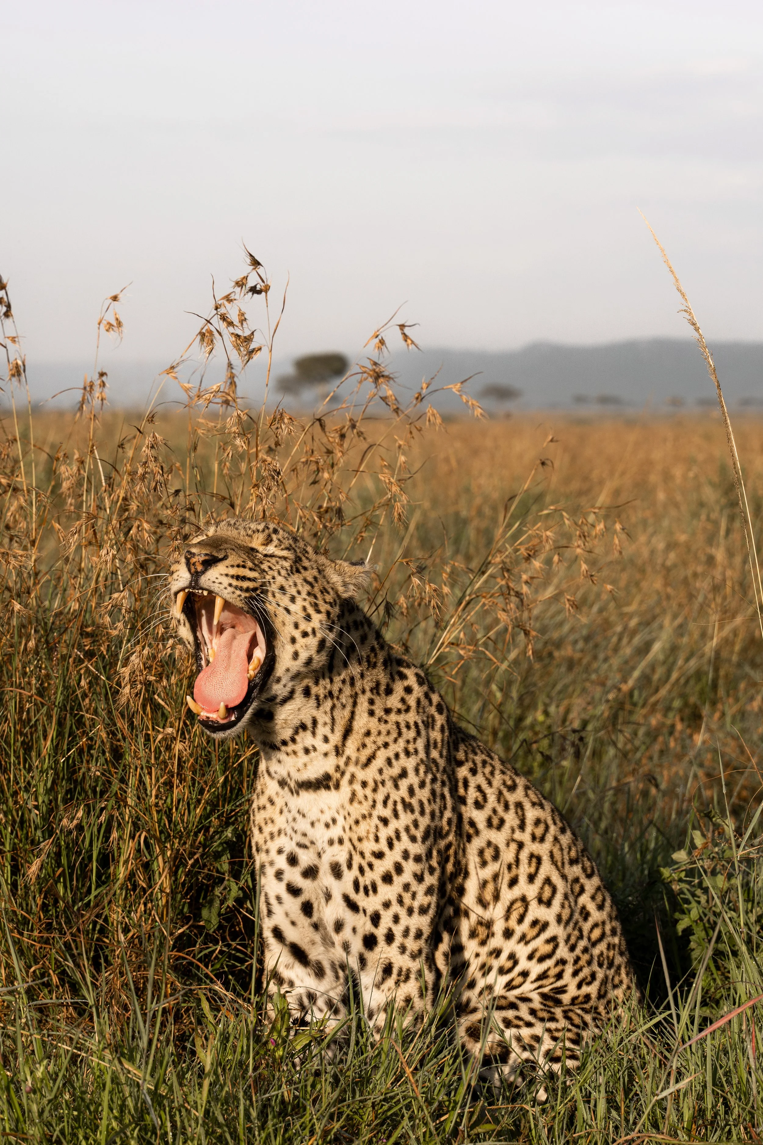 Masai Mara, Kenya
