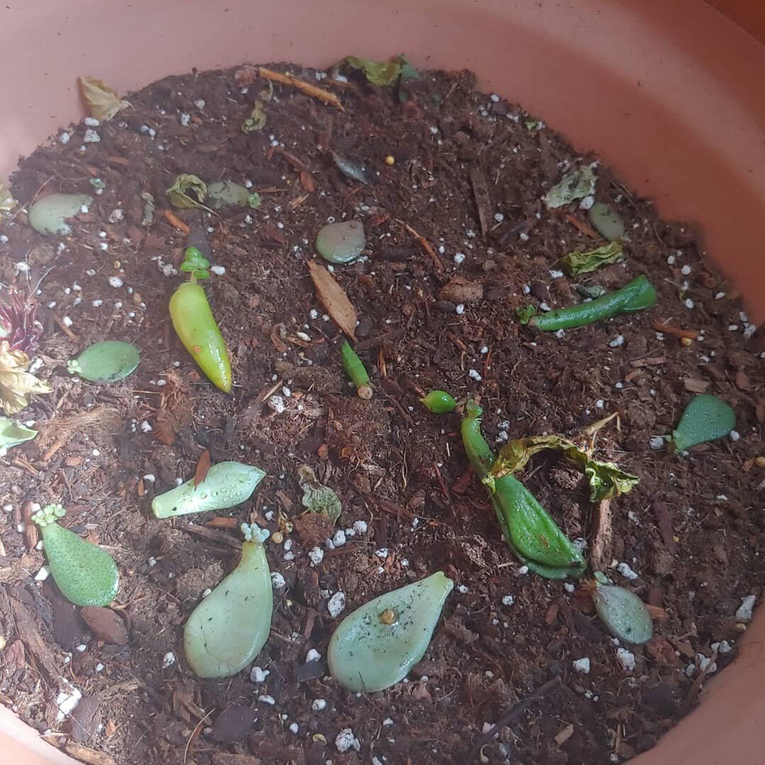 Succ bowl, full of succs
