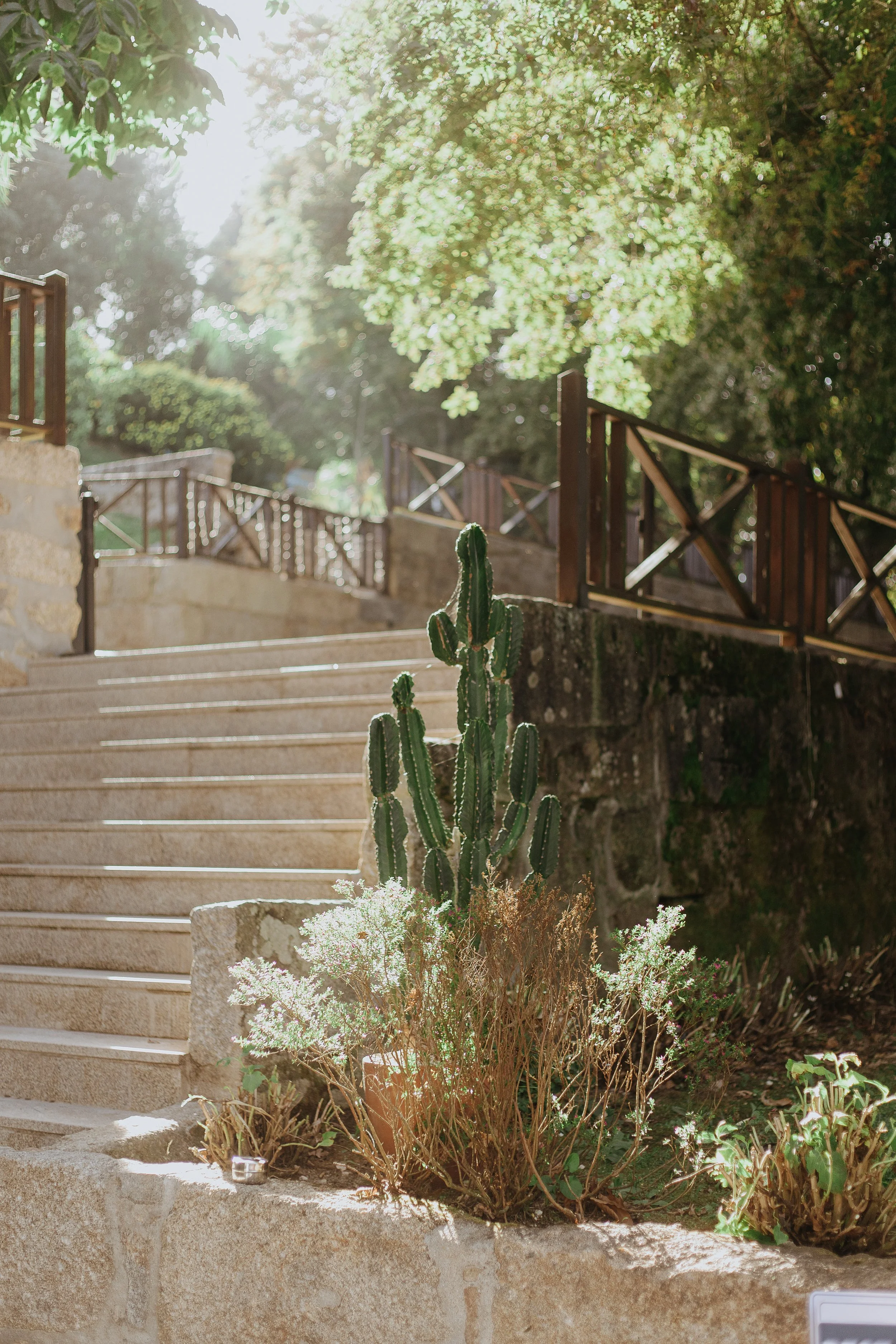 Outdoor stone staircase with wooden railings, desert plants, and a large cactus, surrounded by trees and sunlight.