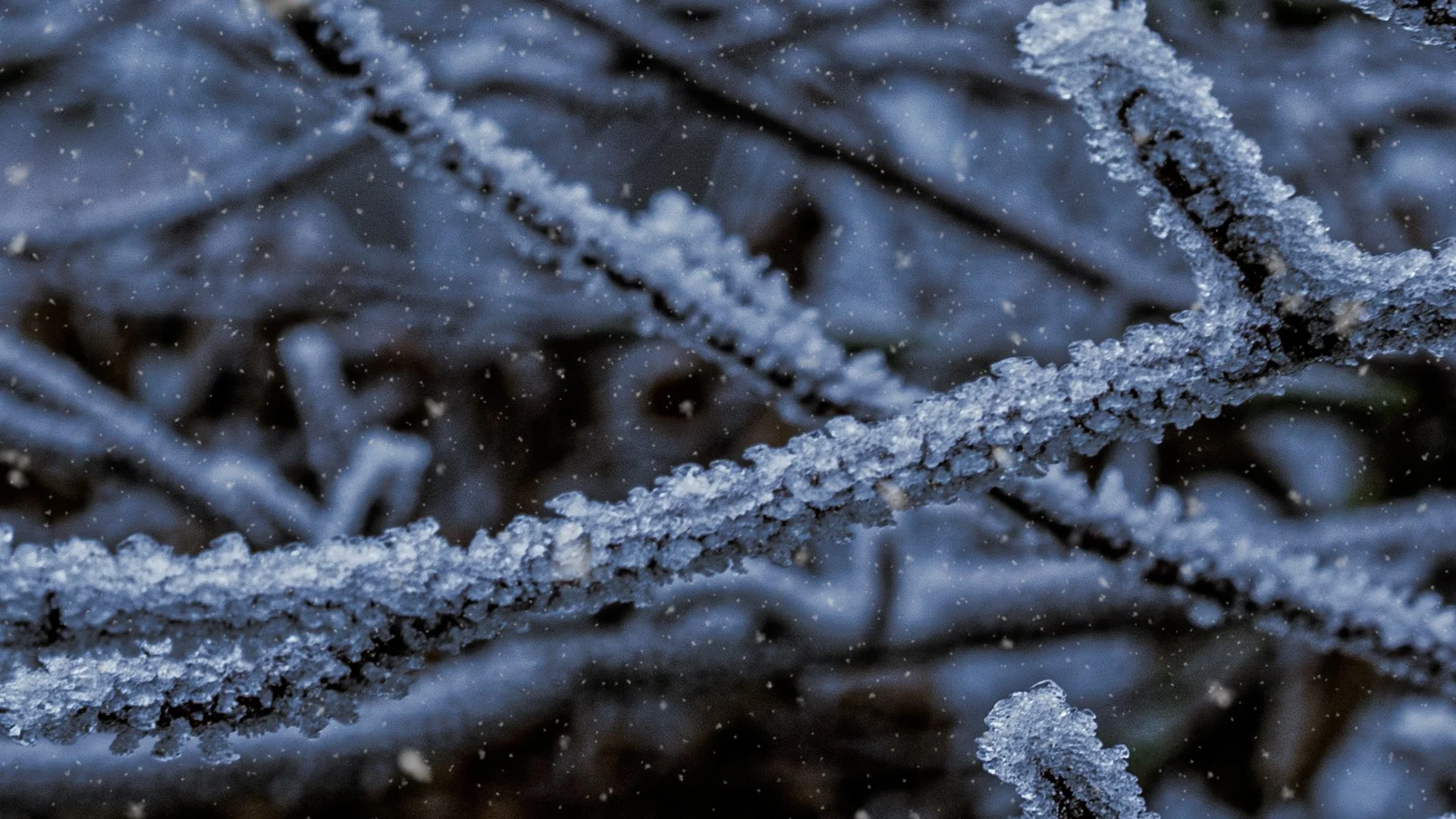 Frost on Branch Snow Trealistic Still-2.jpg