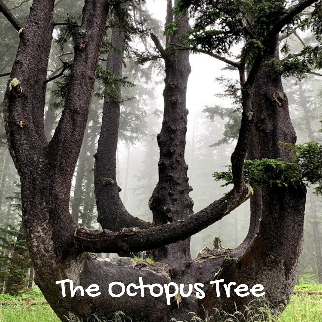Octopus tree.png