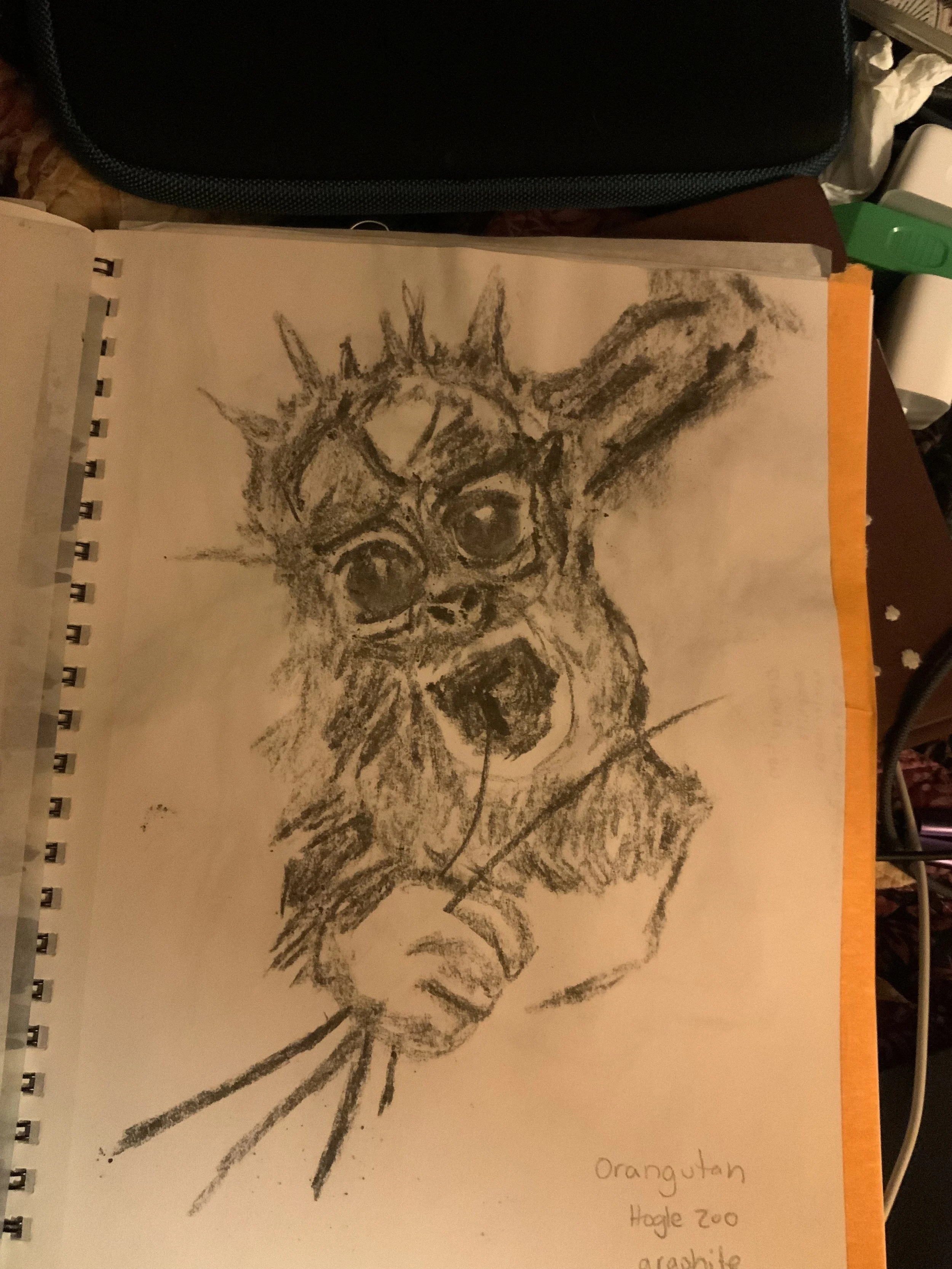 Sketch, graphite, zoo animal