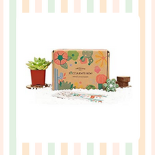 Succulents Box - Air Plant Subscription Boxes - 1 Airplant/Month