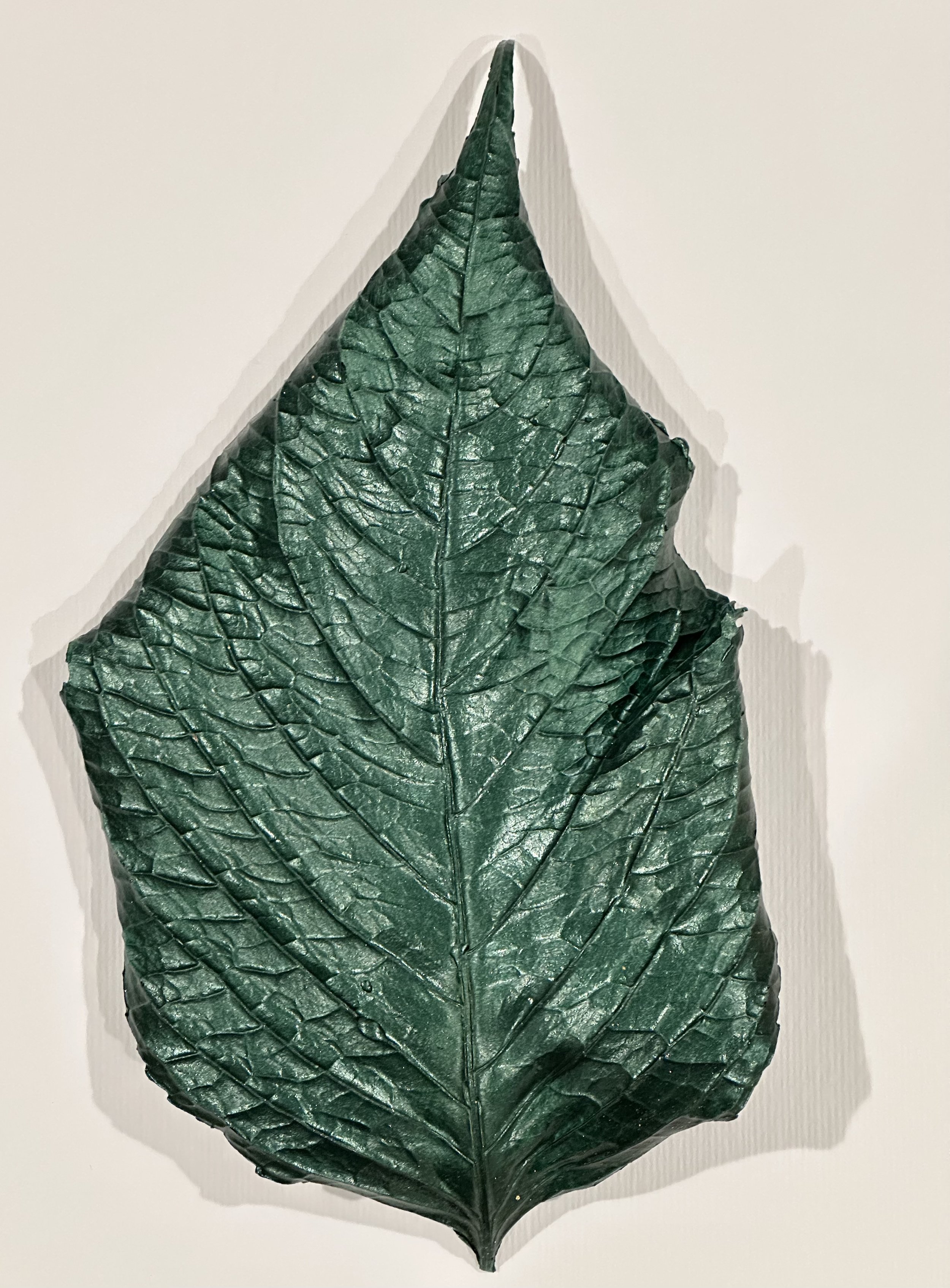 Hydrangea leaf