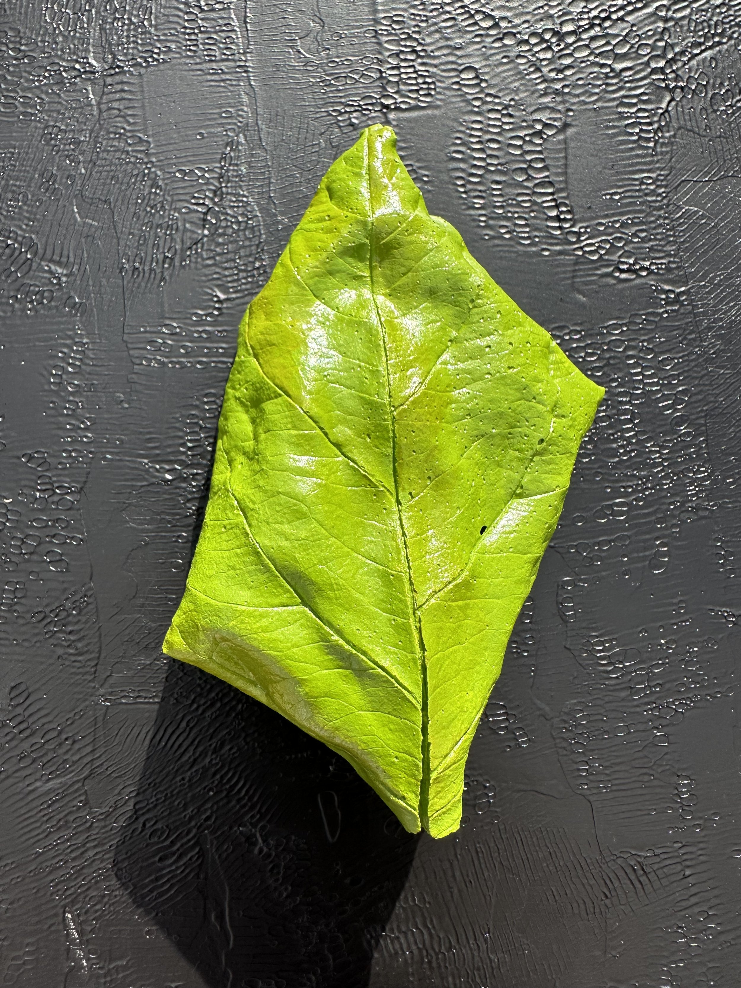 leaf-yellowGreen 1a.jpeg