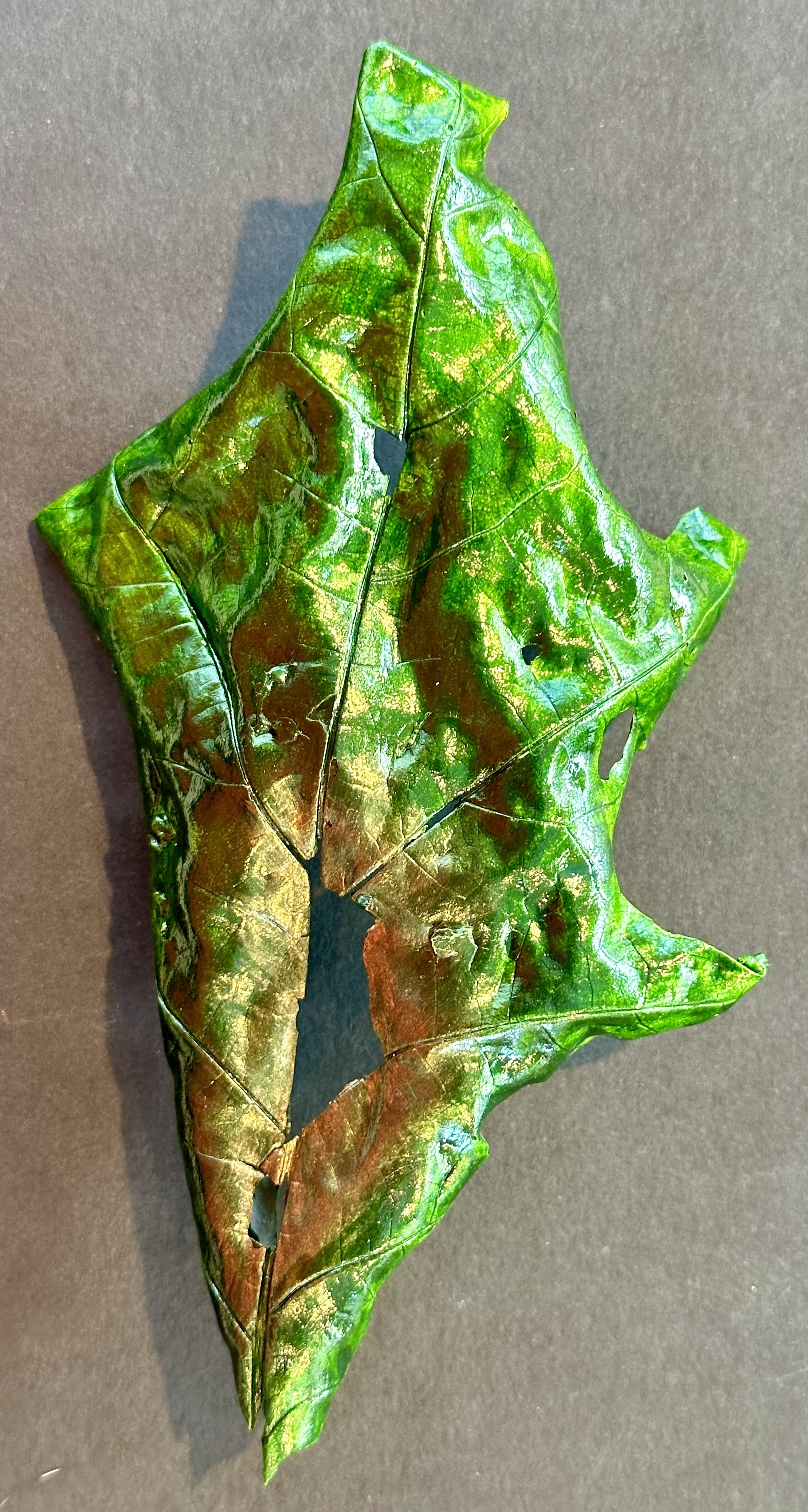 Oak leaf collected in Dover/MA. Clay and acrylic