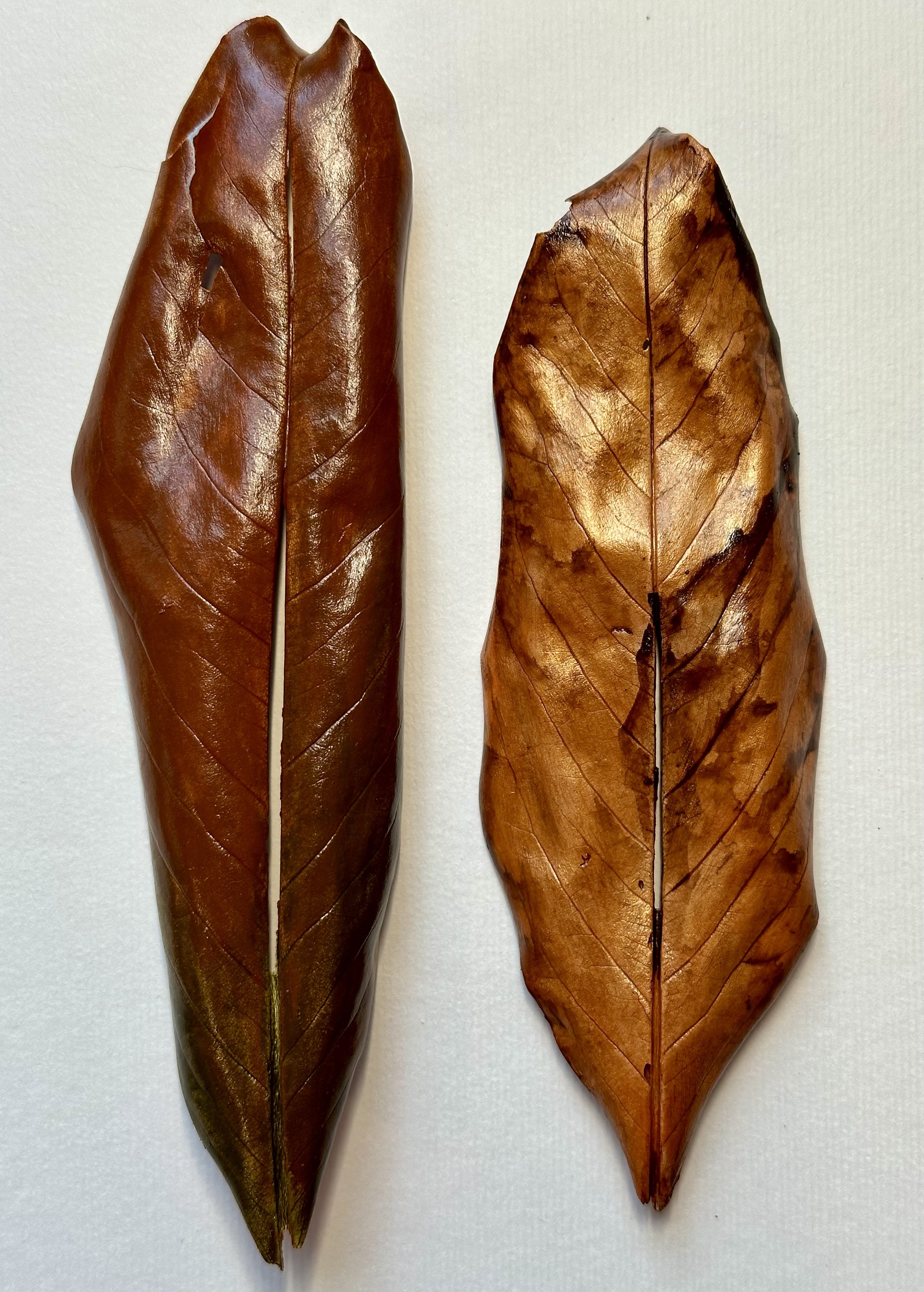 leaf-brown-set-2 1a.jpeg