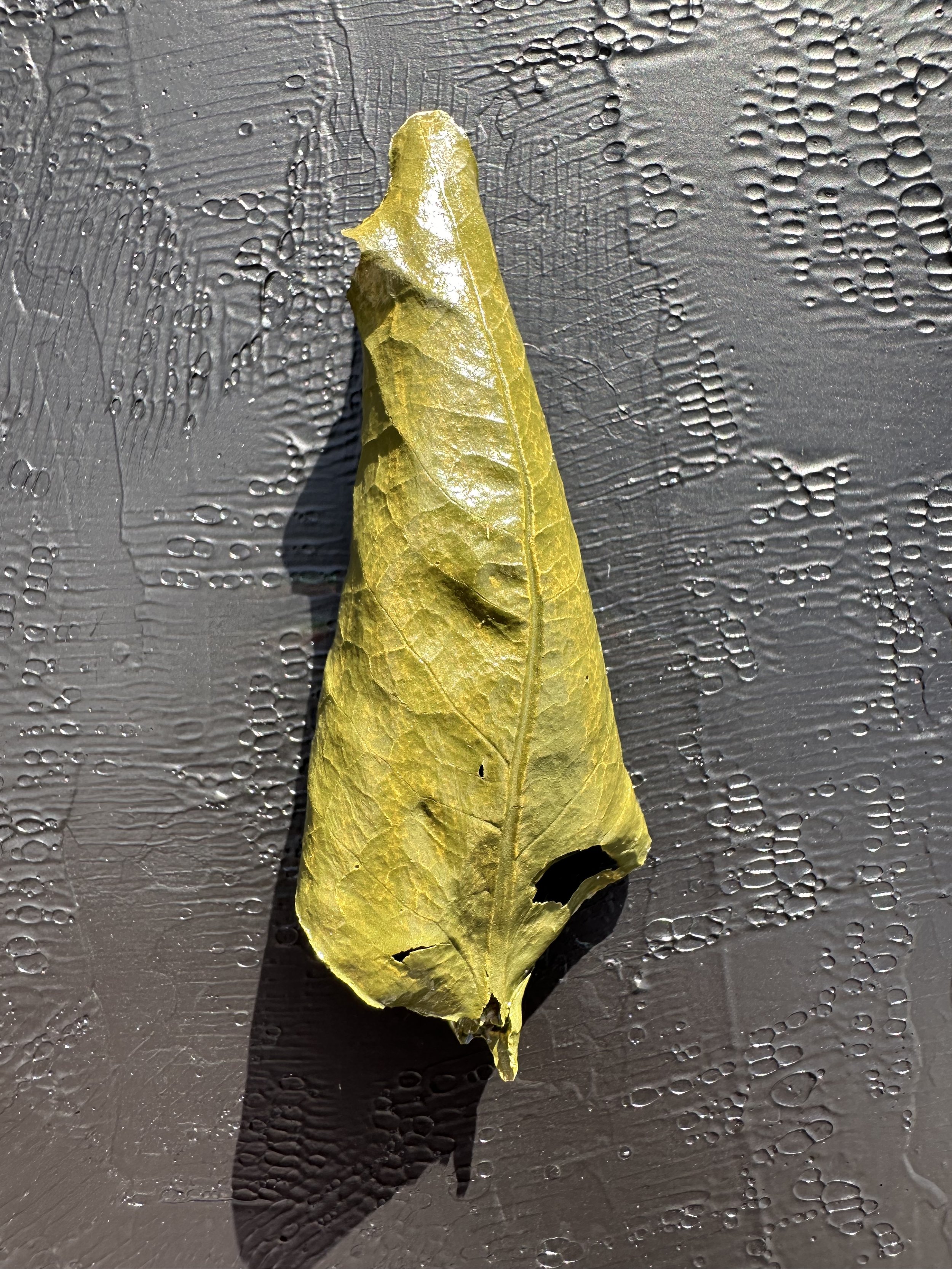 leaf-yellowGreen 4b.jpeg
