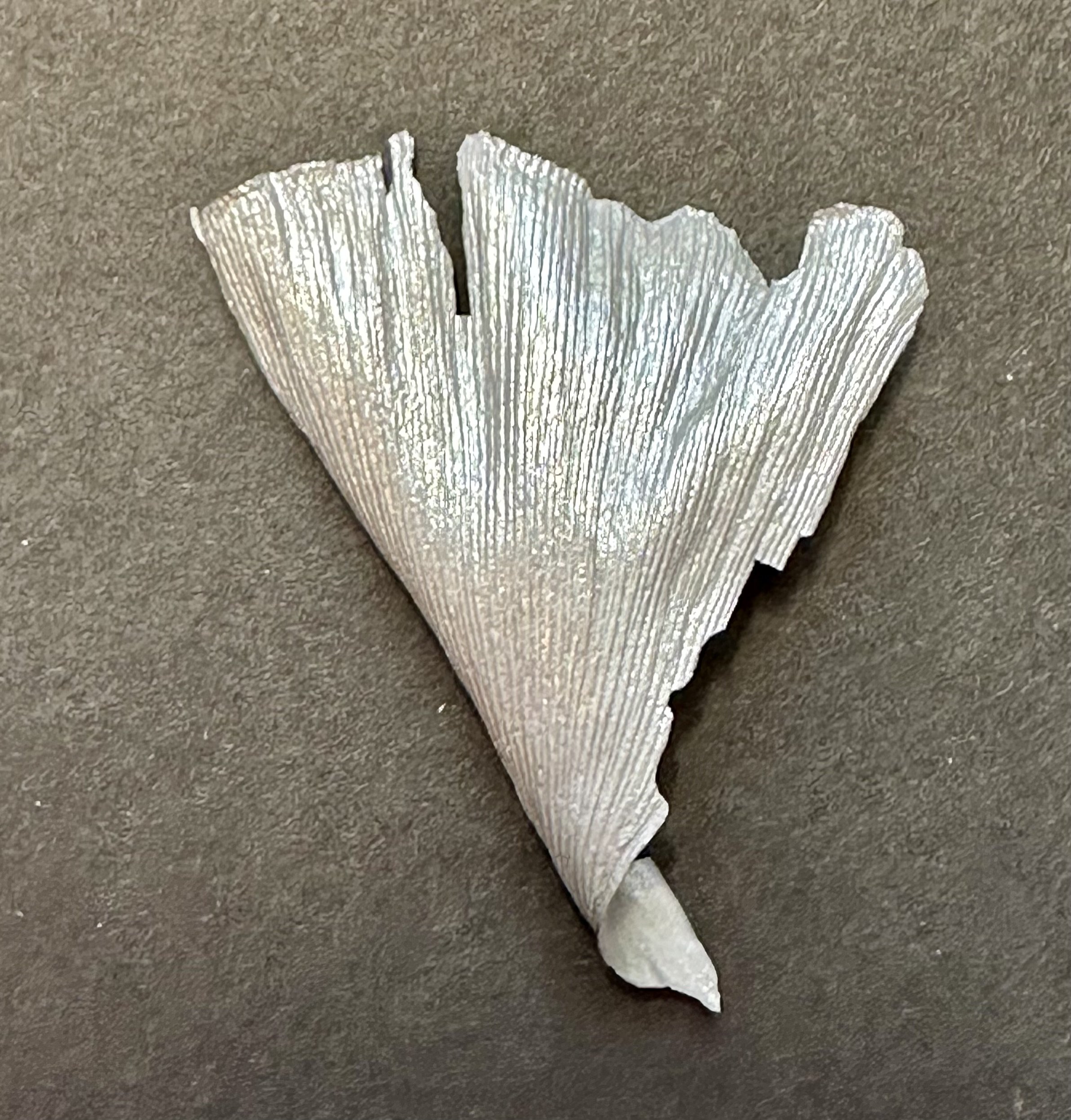 leaf-white 1a.jpeg
