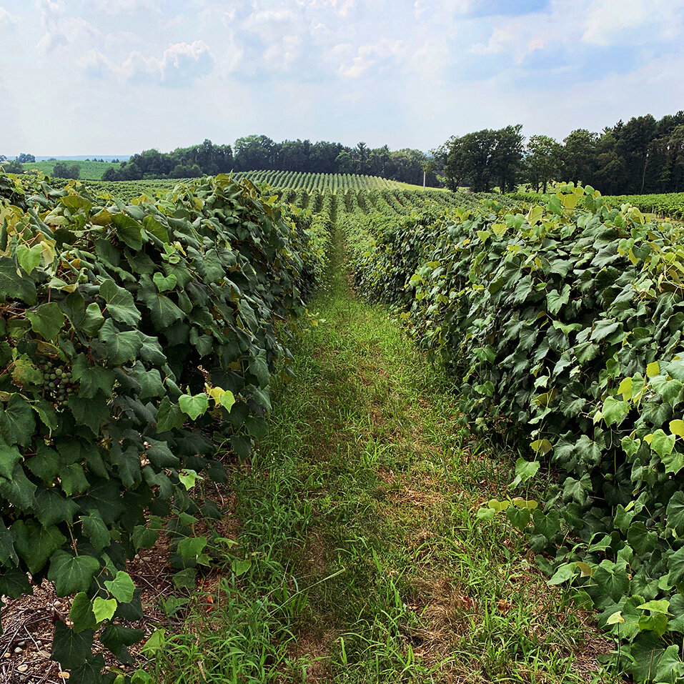 StJulian_Photo6_Vineyard.JPG