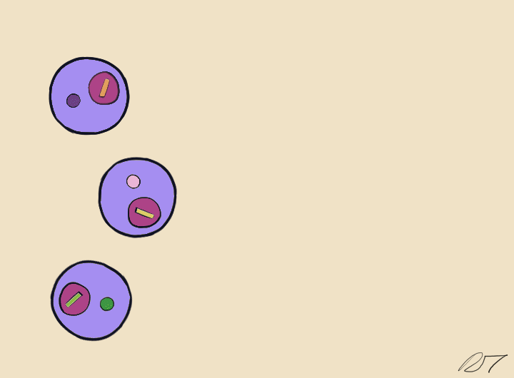 Droplets are pooled before cDNA libraries are generated and sequenced. Barcoded reads can then be traced back to the droplet and cell from which they originated. The transcriptomic profile of each cell is embedded in gene expression matrices.