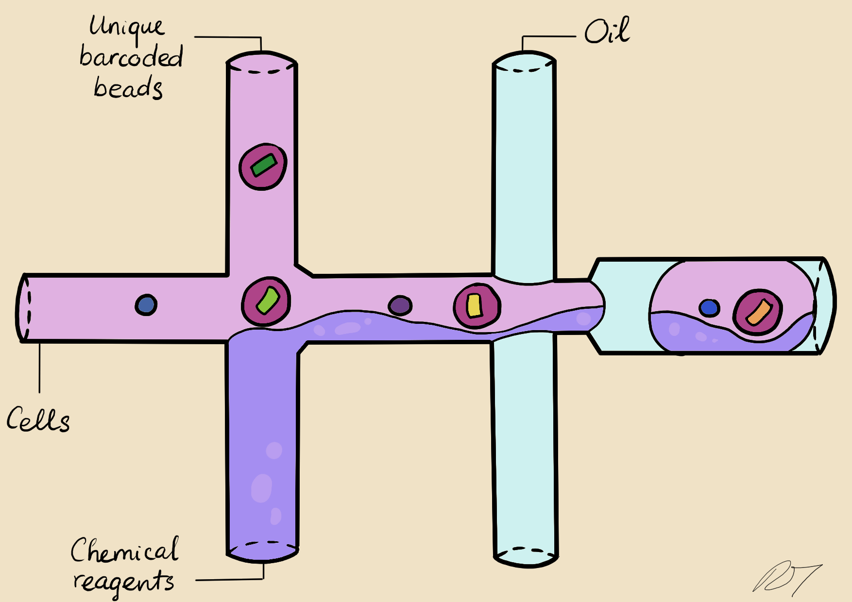 In a microfluidic system, individual nuclei are combined in a droplet along with an unique barcoded bead