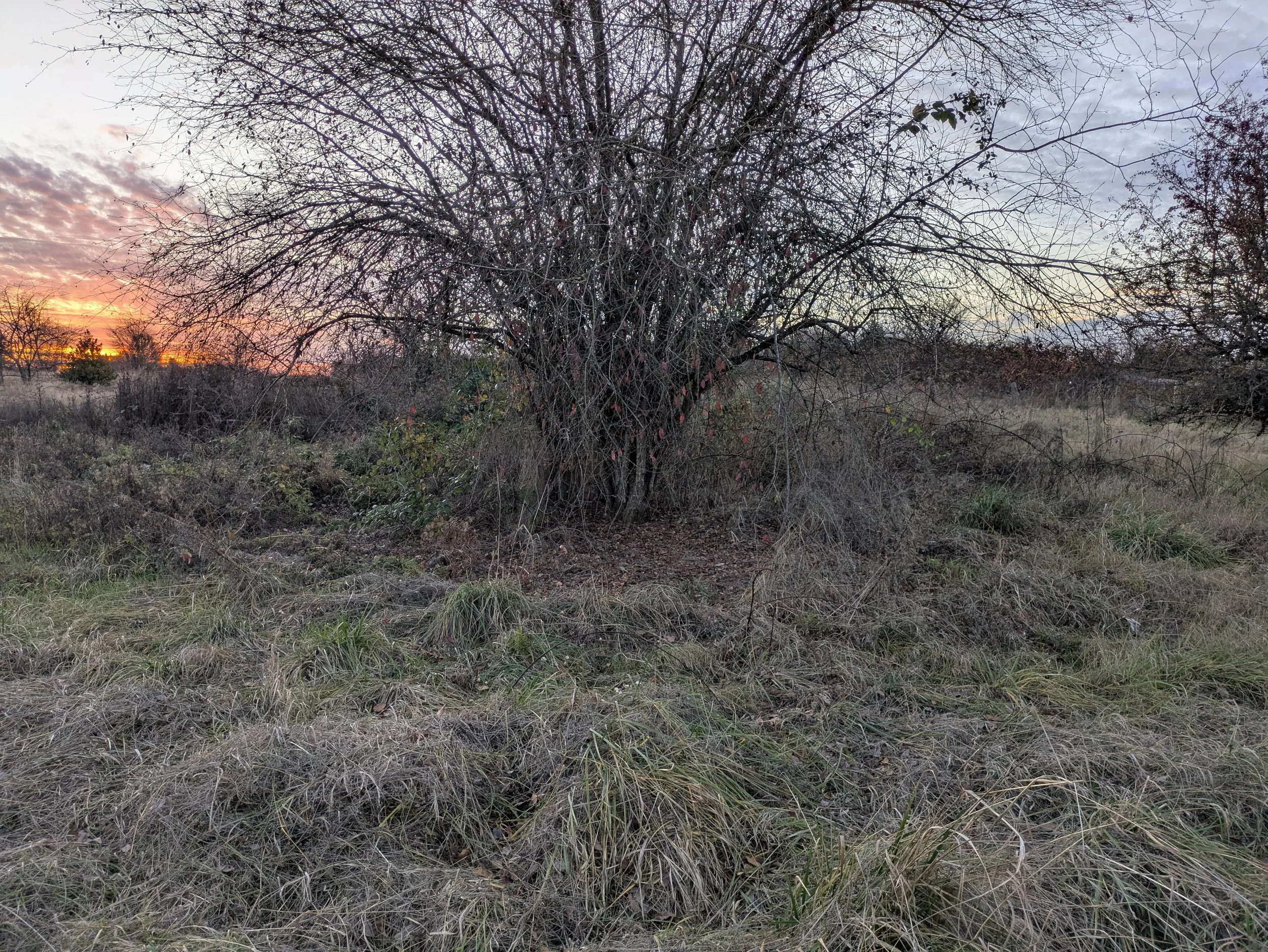 Patchwork Cooperative Farm Workday