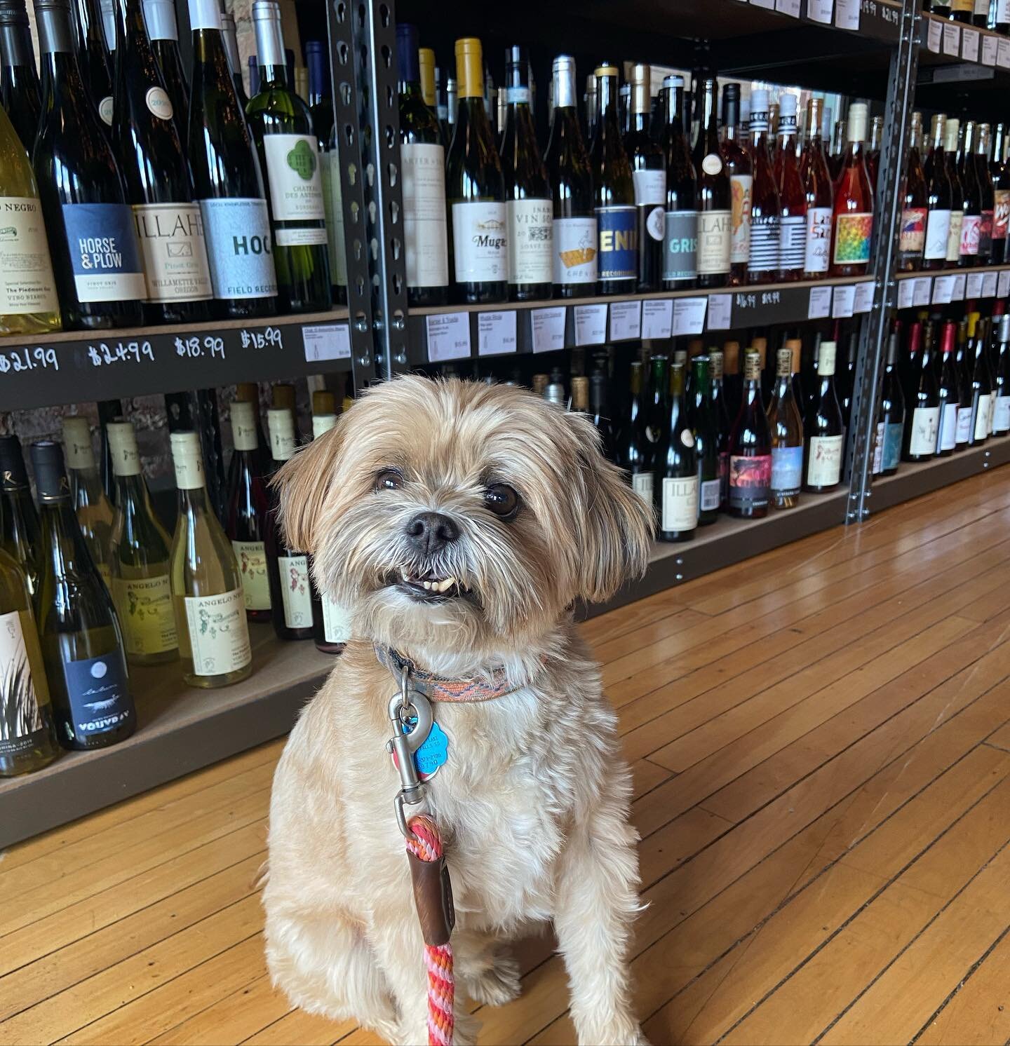 Teddy will sit pretty for treats in the wine shop - we will sit pretty for wine in the treats shop! 😋 

#winedog #wineshop #treats #wine #dtsf #sitpretty #shoplocal #dogfriendly #sfsd #bestpals #🍷