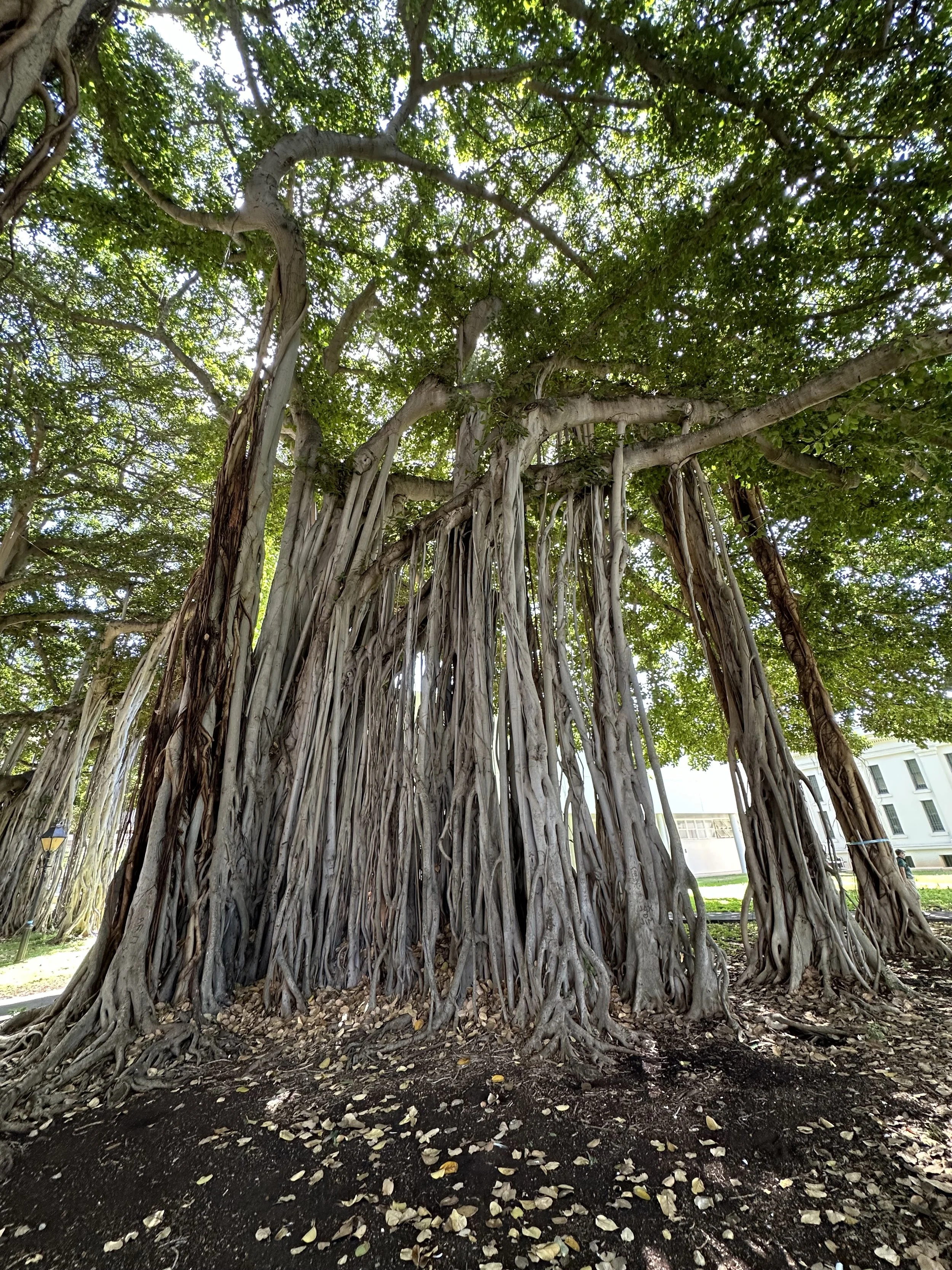 The Candyland Chronicle