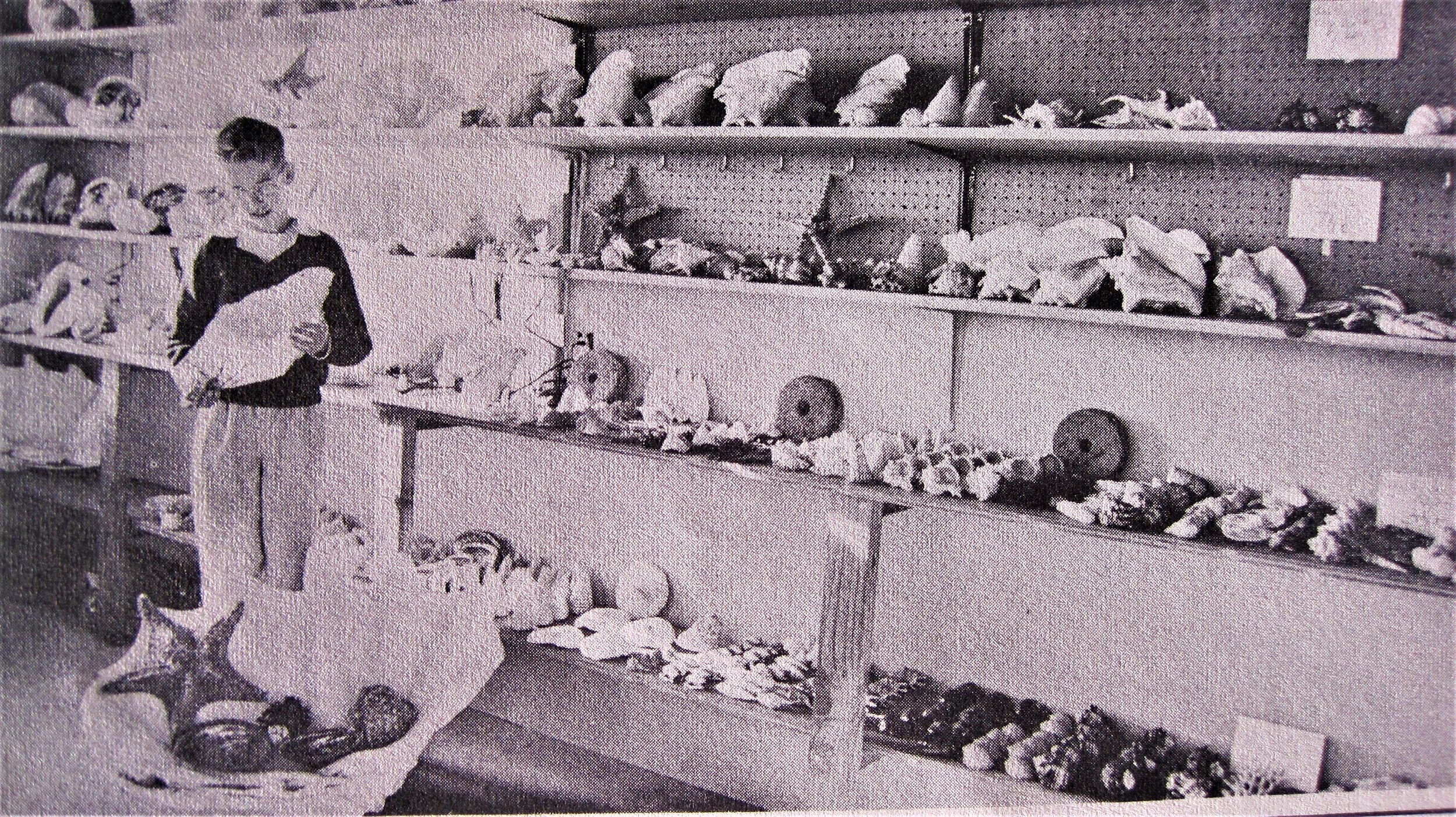 History — The Shell Shop