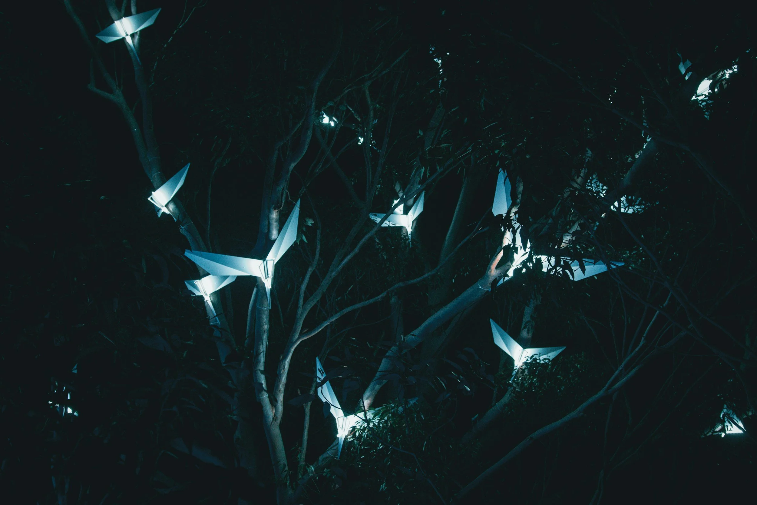 The Bird’s Lullaby (2025)