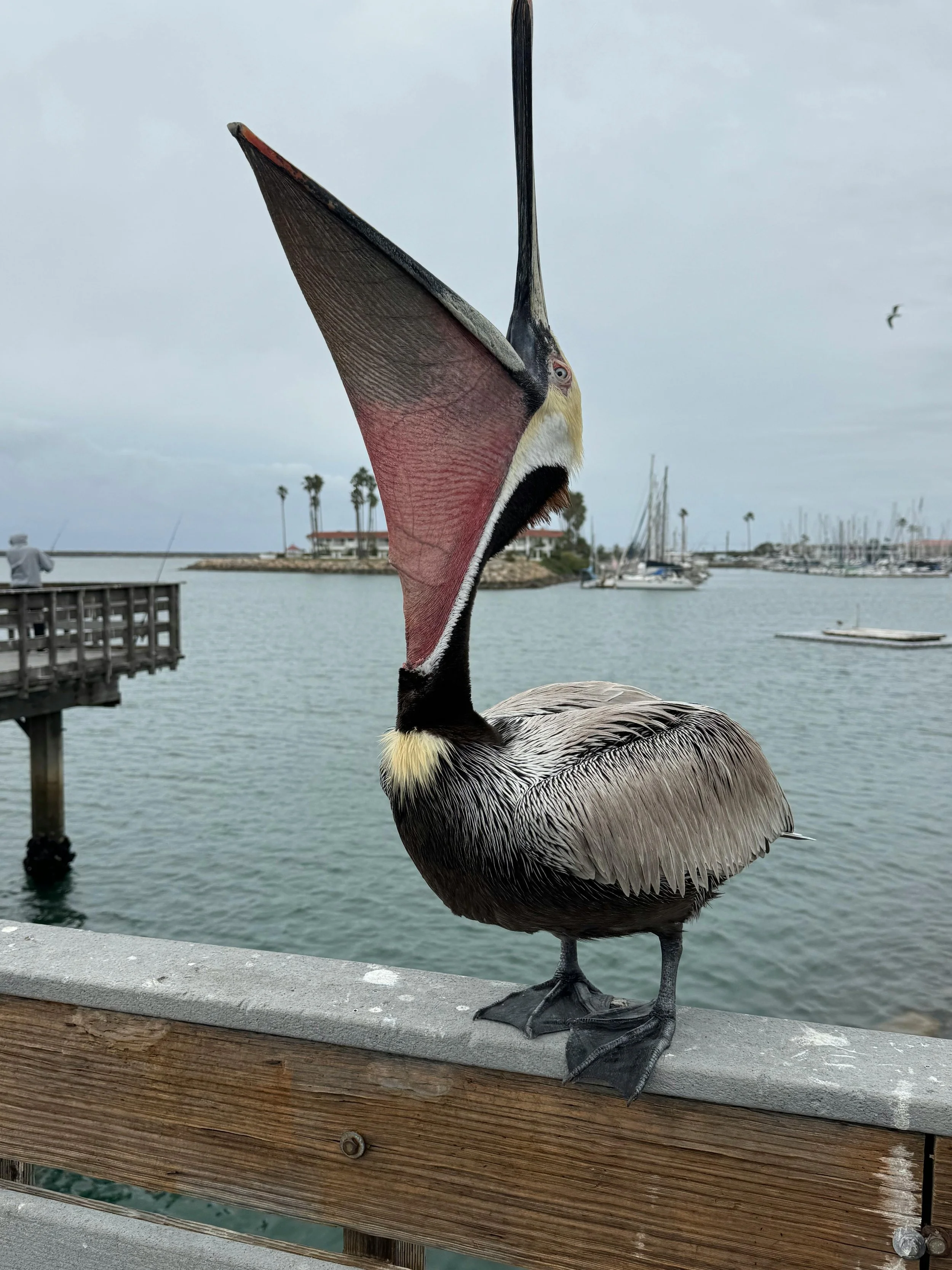 Oceanside Harbor Pelican