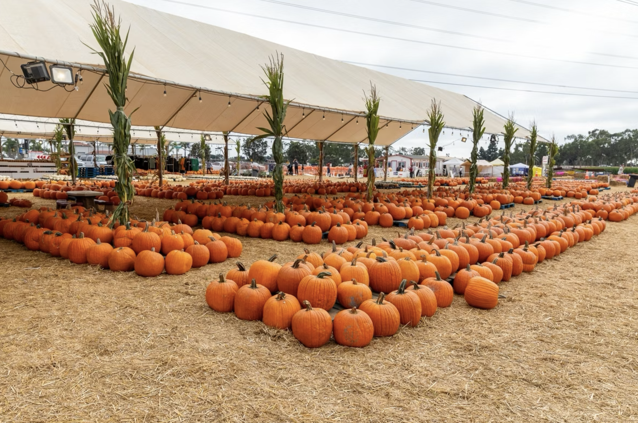 Fall Activities in Carlsbad