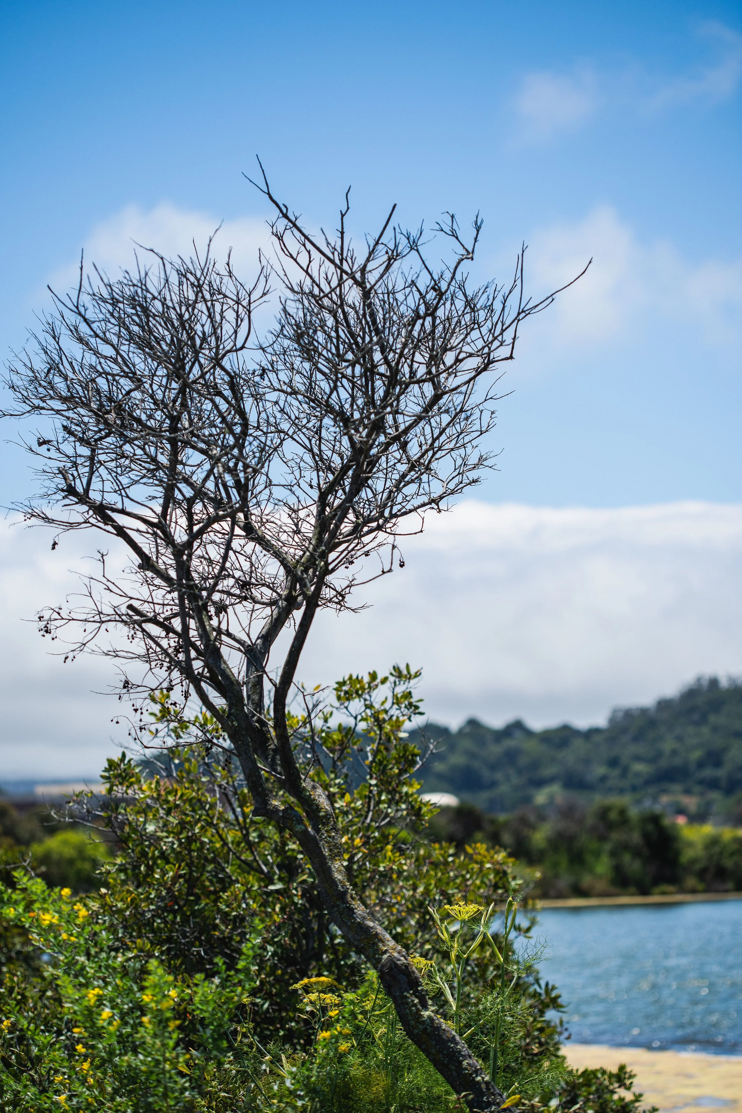 Tree and coastal vegetation overlooking Batiquitos Lagoon in Carlsbad, California