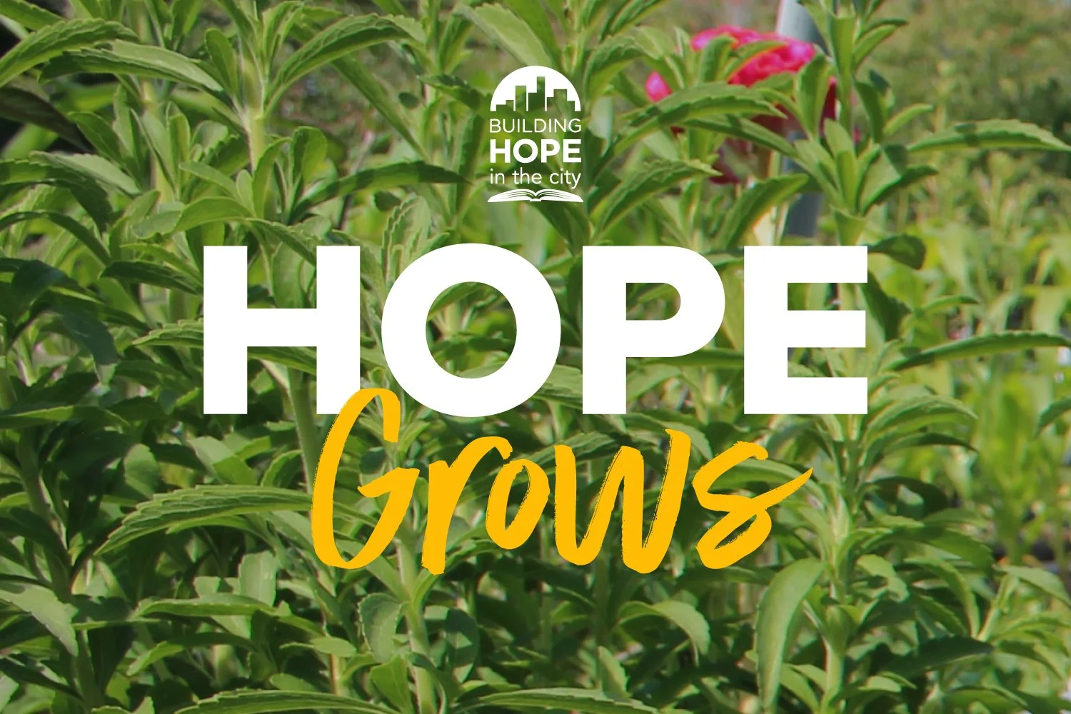 Hope Grows Workdays