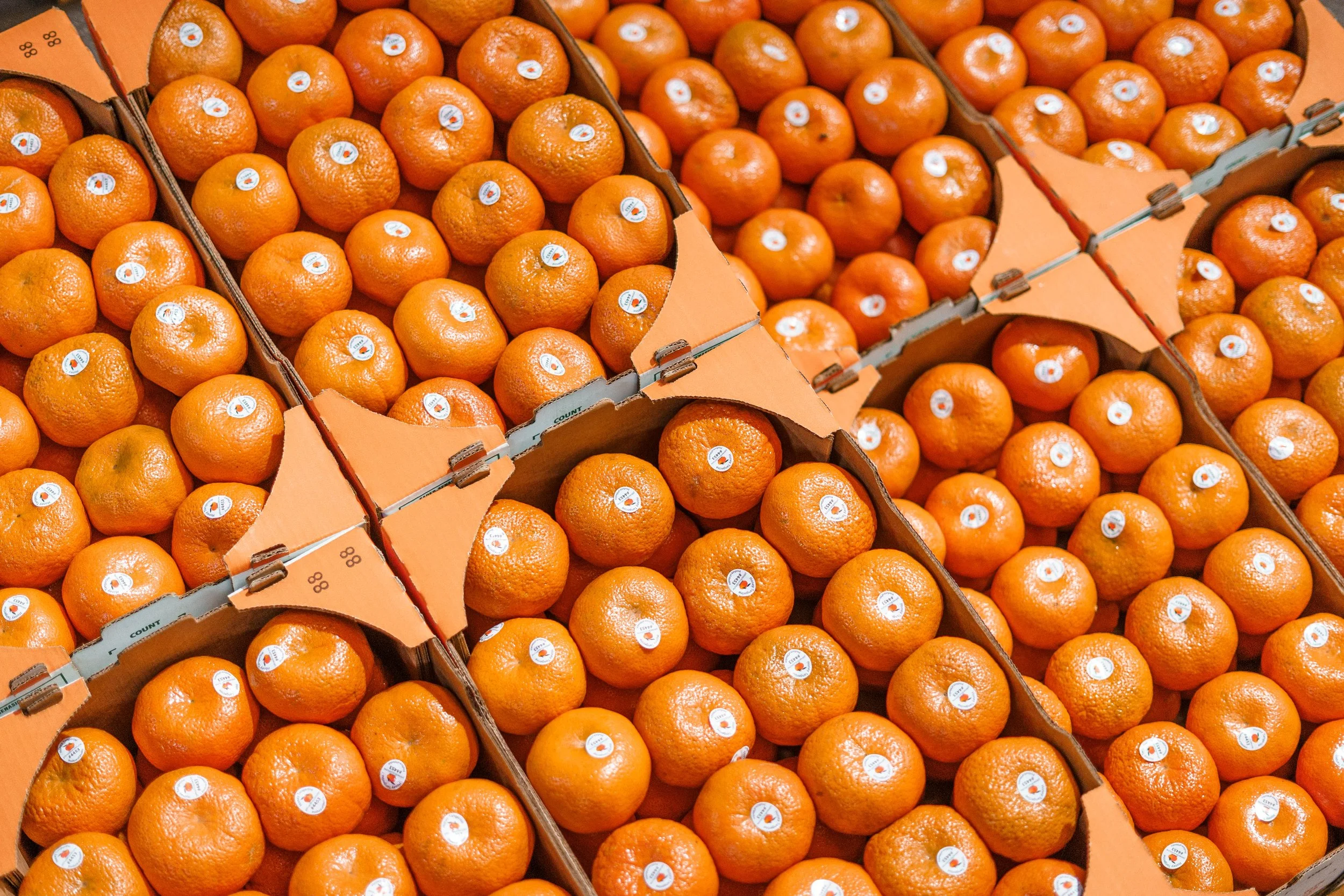 RCF Obregon (Stock Fotos)-513.jpg