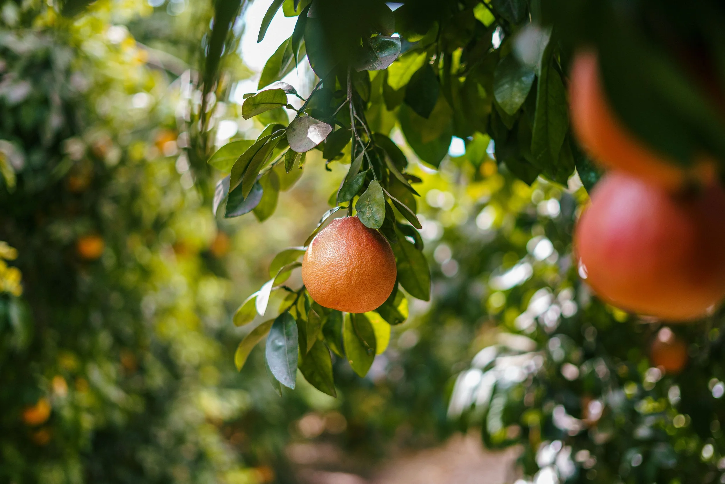 RCF Obregon (Stock Fotos)-404.jpg