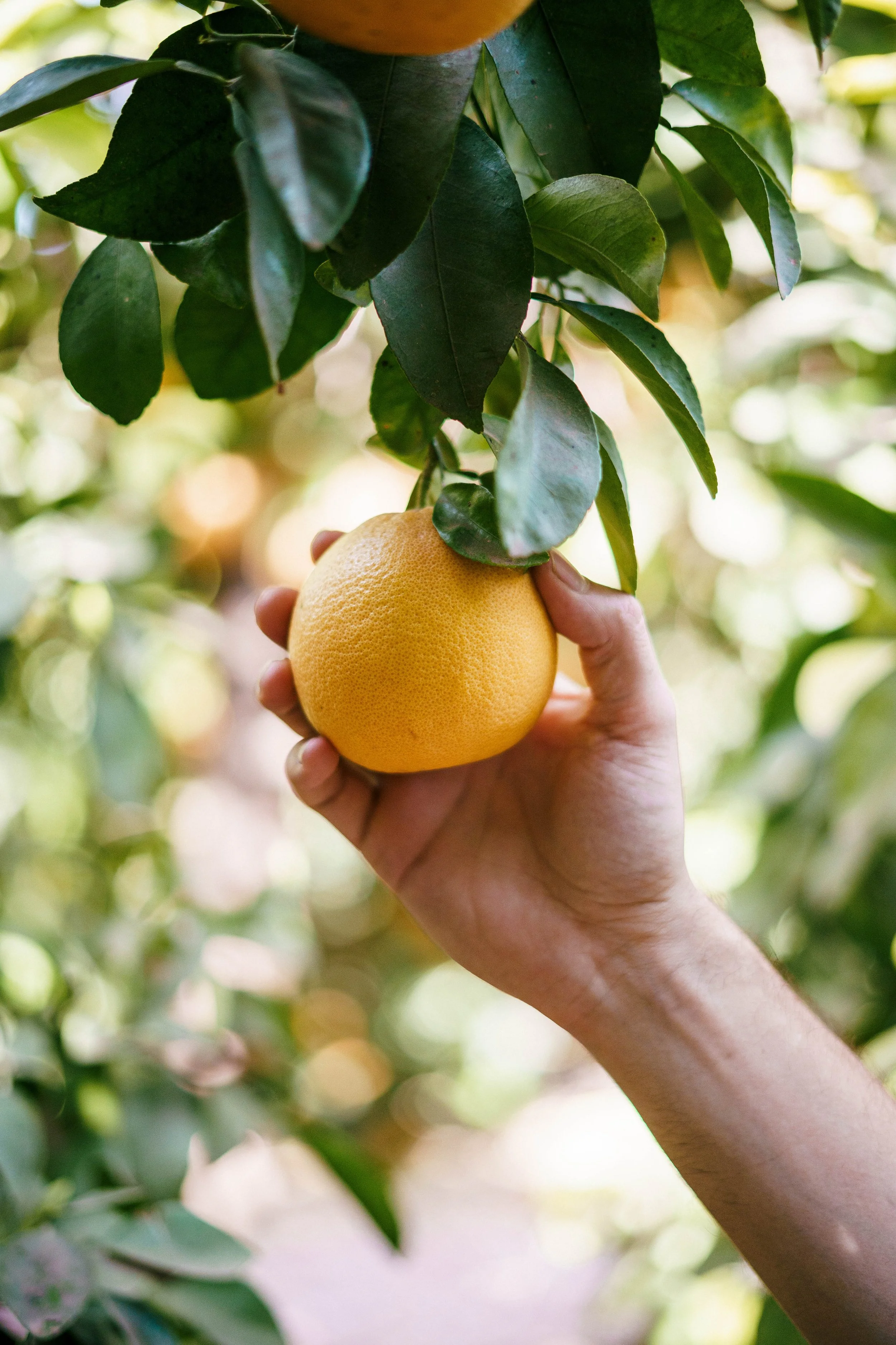 RCF Obregon (Stock Fotos)-359.jpg