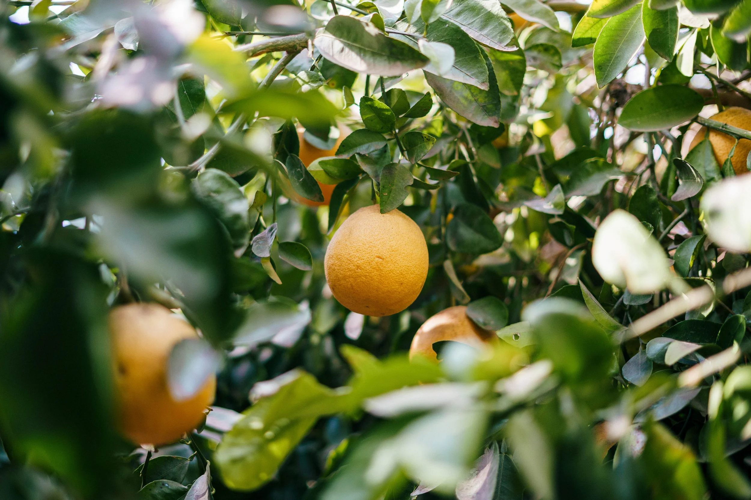 RCF Obregon (Stock Fotos)-350.jpg