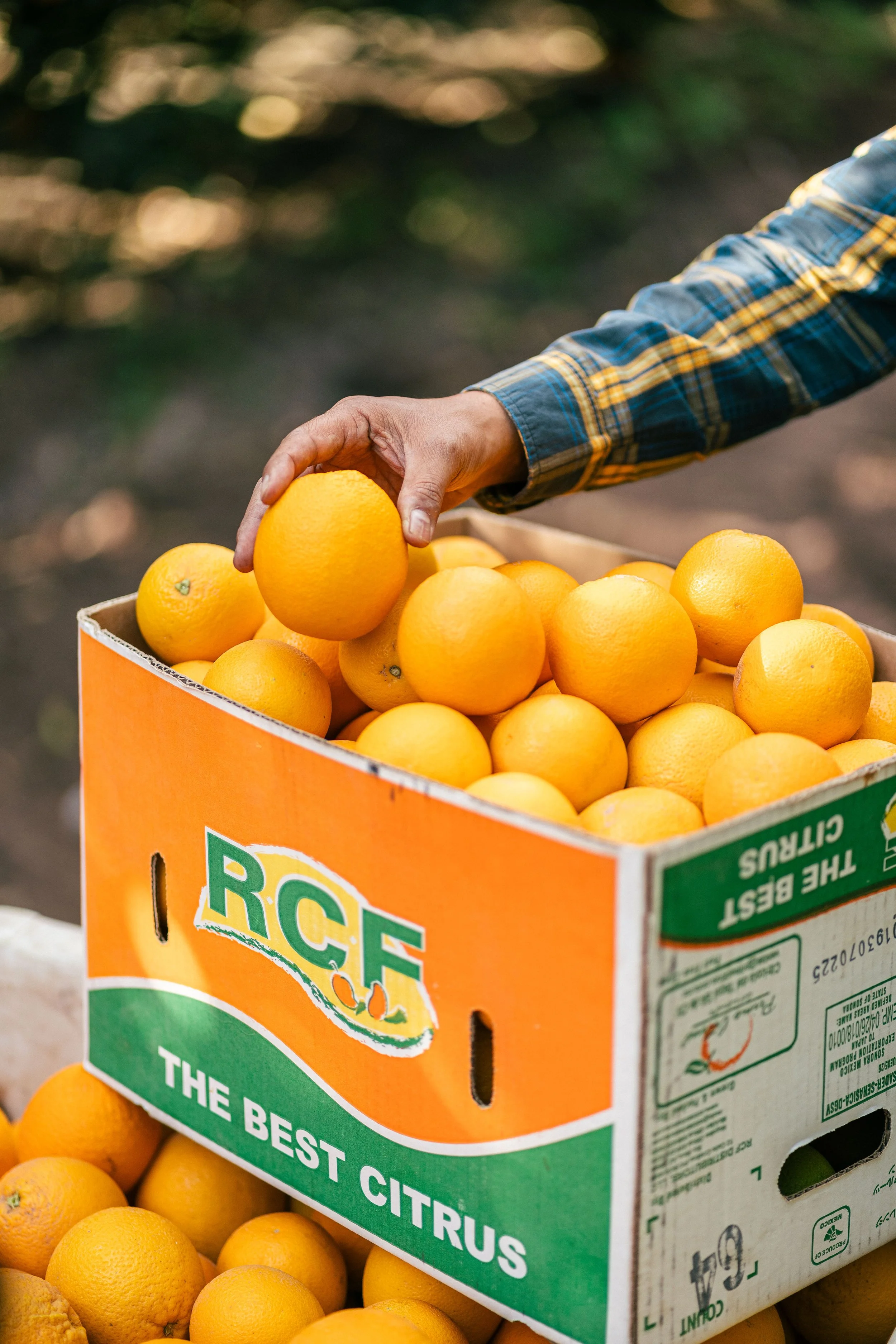 RCF Obregon (Stock Fotos)-206.jpg