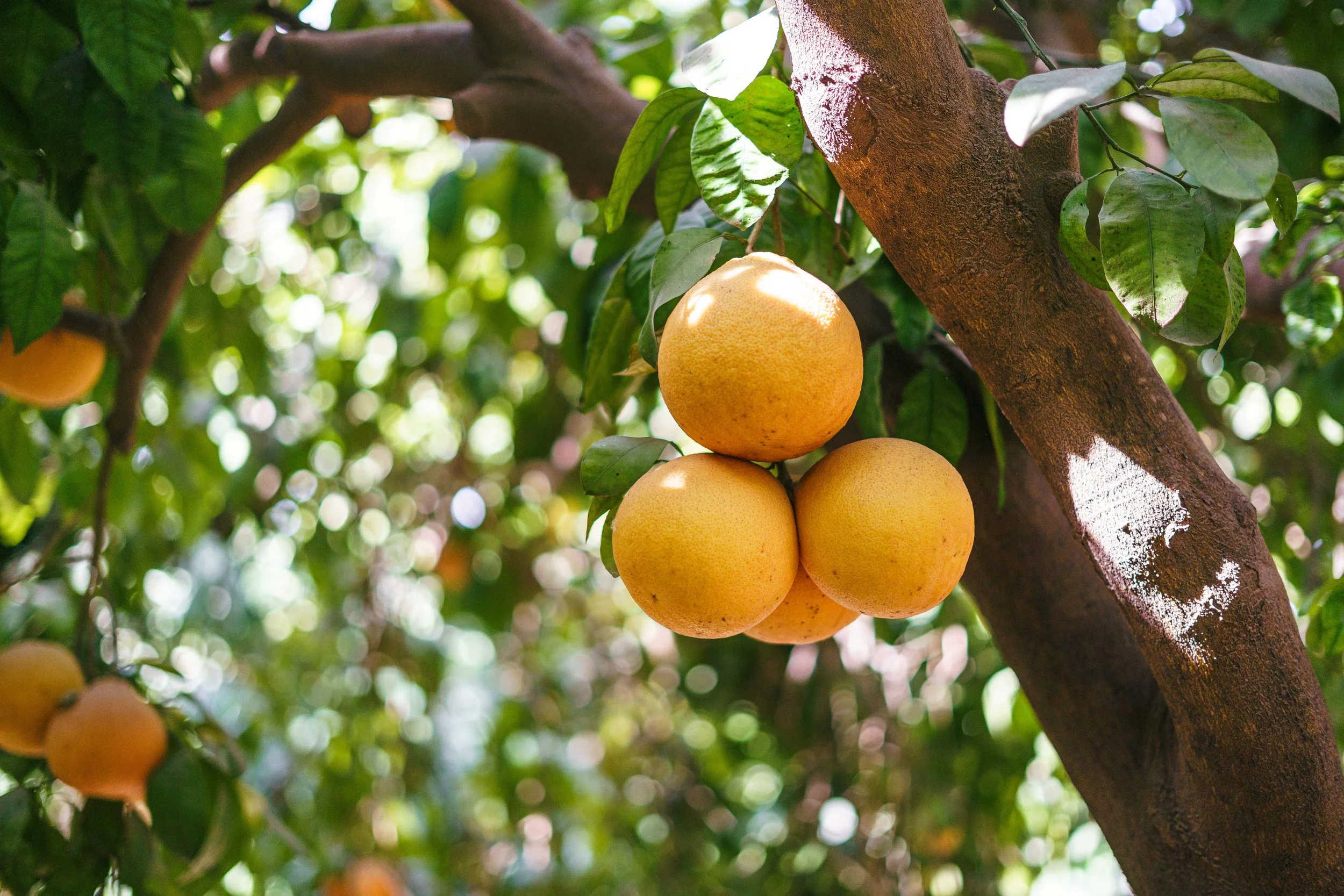 RCF Obregon (Stock Fotos)-353.jpg