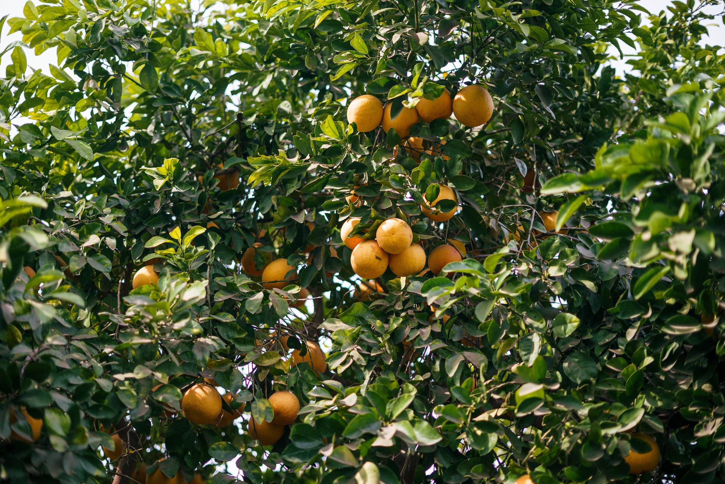 RCF Obregon (Stock Fotos)-388.jpg