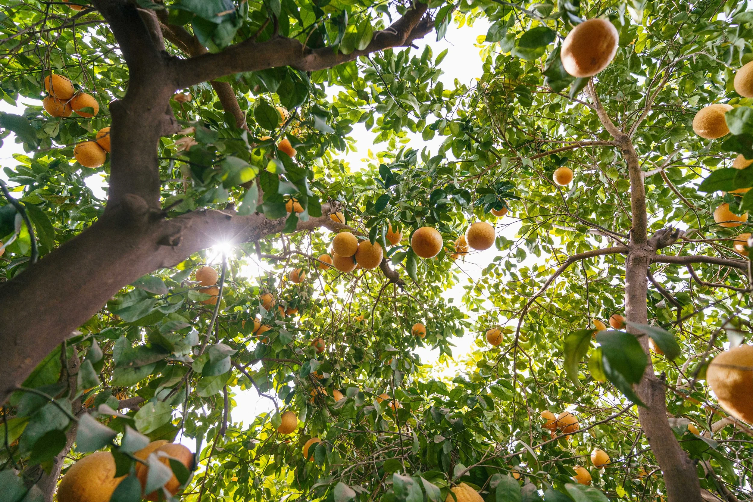 RCF Obregon (Stock Fotos)-379.jpg