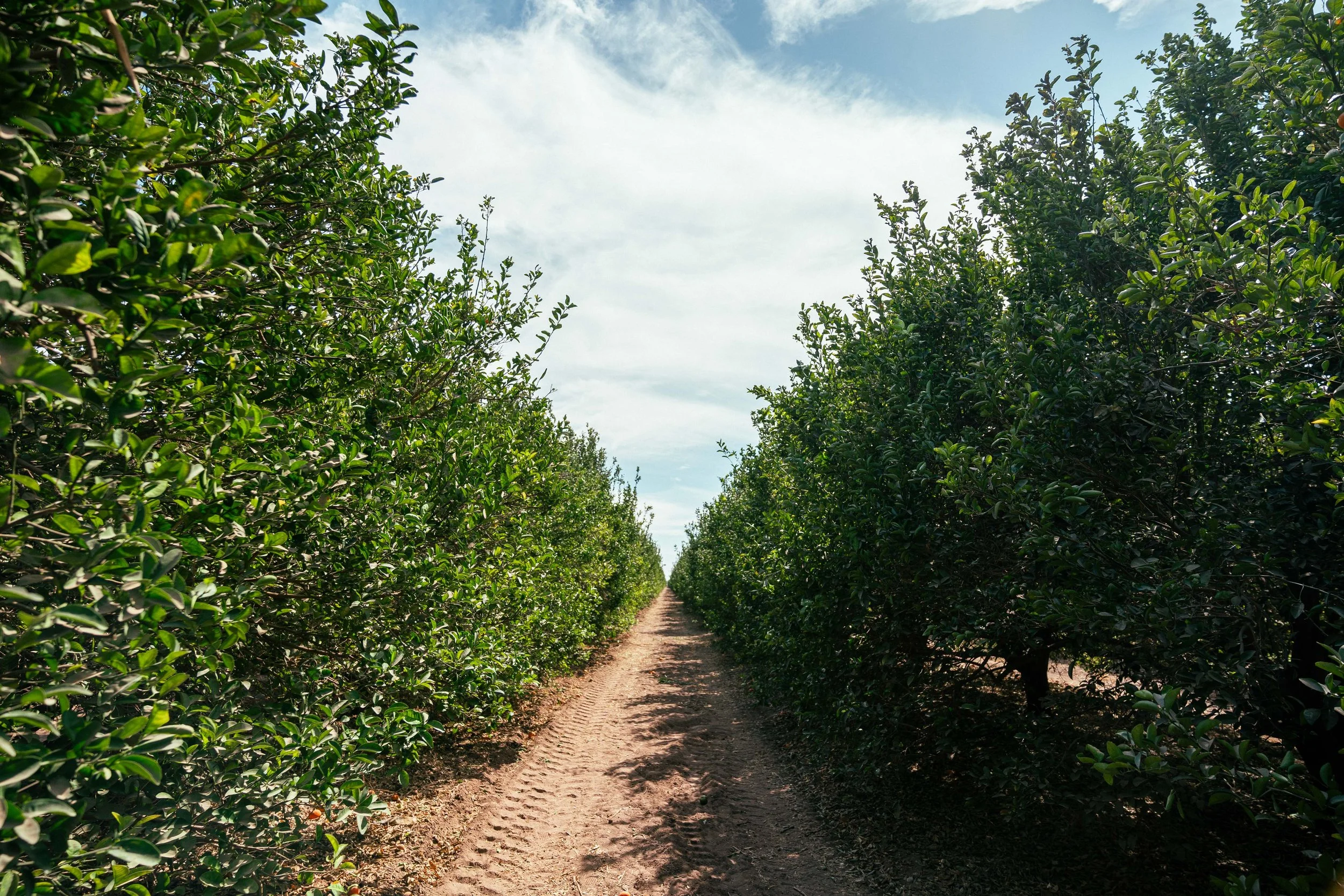 RCF Obregon (Stock Fotos)-22.jpg