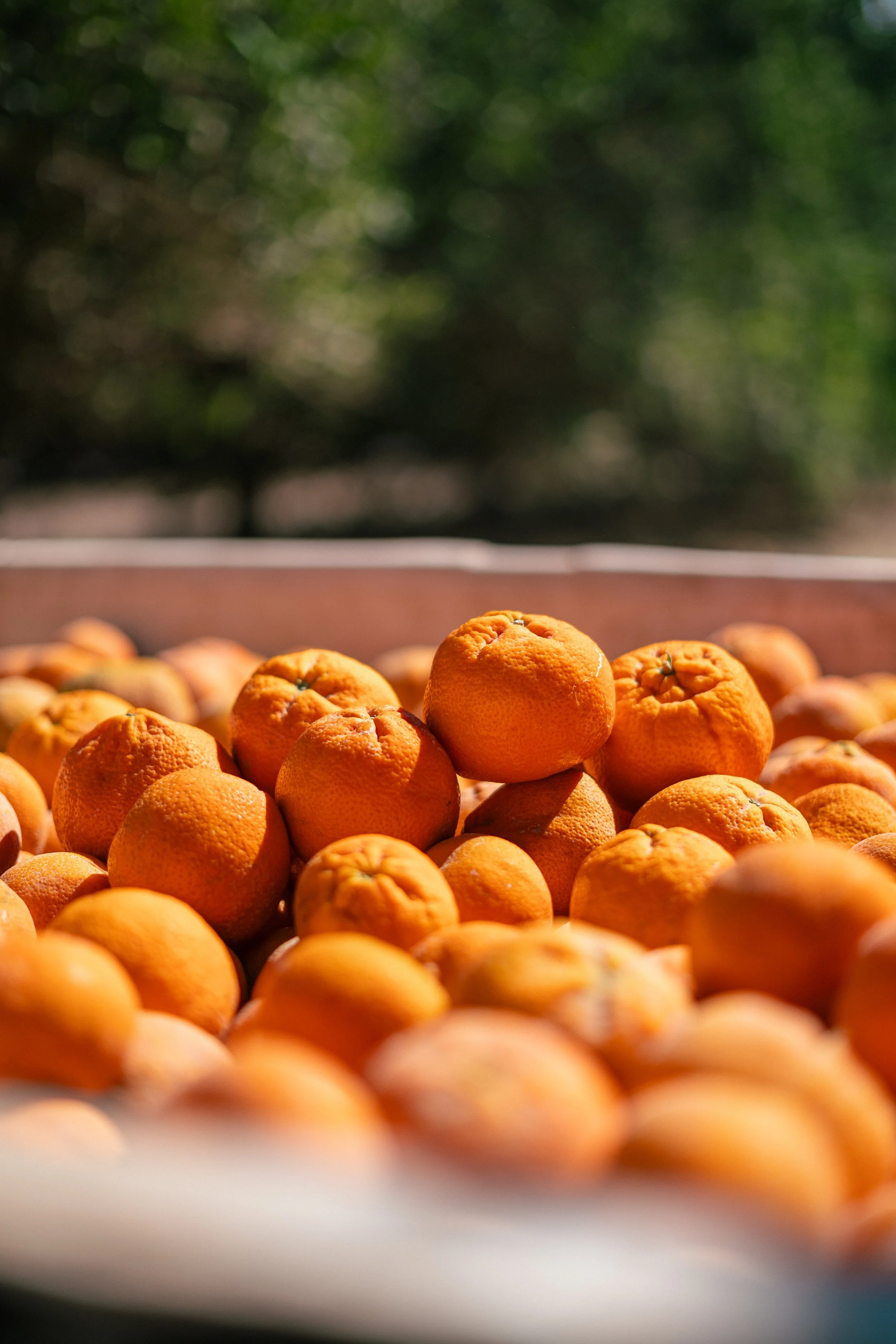 RCF Obregon (Stock Fotos)-30.jpg