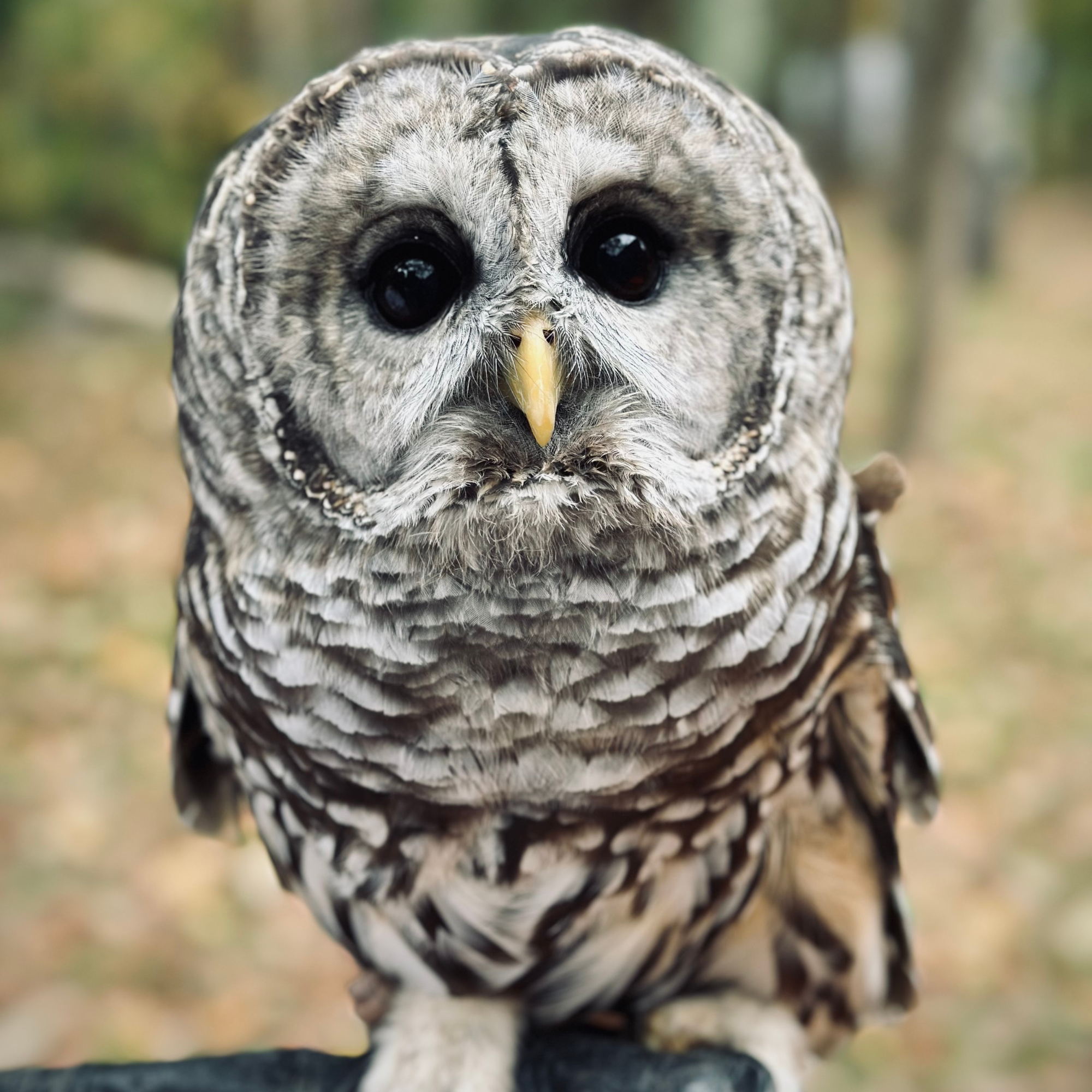 close-up photo of an owl perched on someone's gloved hand, facing the camera