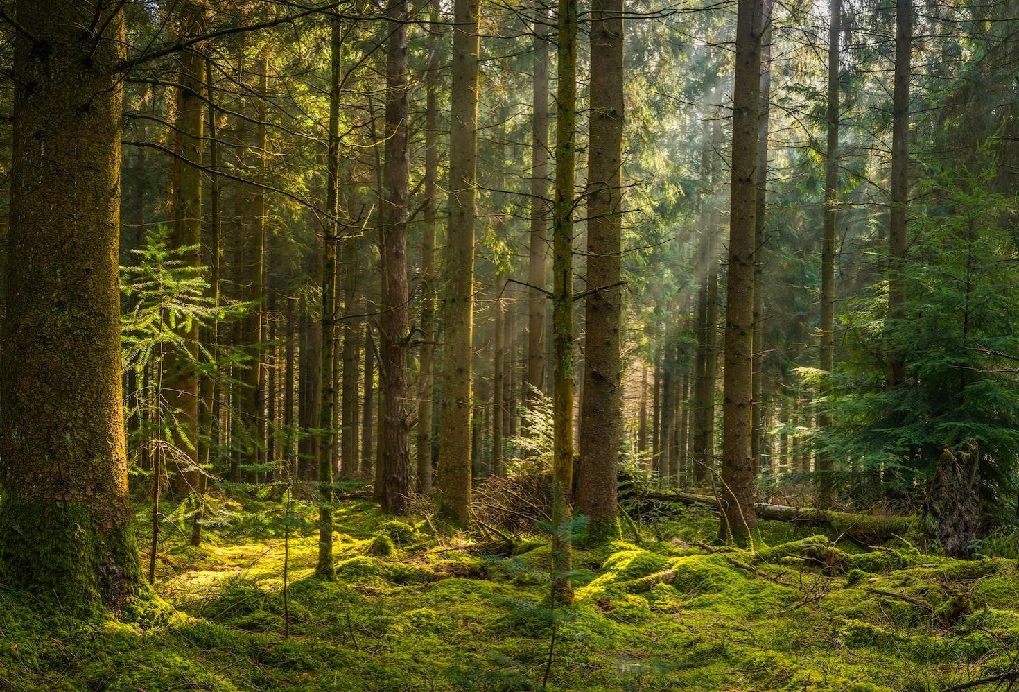 A Walk in the Woods May Boost Mental Health (Source: Harvard Medicine)