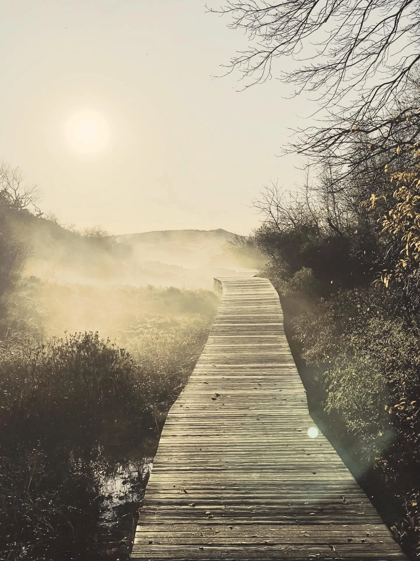 A daily walk clears the clutter.
It steadies your breath.
It reminds you that your life is built one small step at a time.
It welcomes you back to a gentle rhythm.

Five reasons your body responds to this simple practice.

&bull; It lifts your mood. 