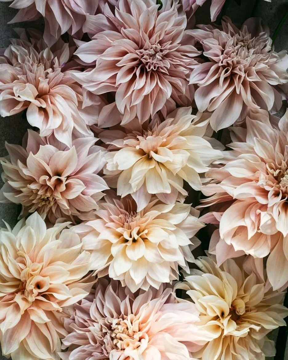 When I understand myself, I understand you, and out of that understanding comes love.
- J. Krishnamurti

#thismorningwalk dahlias