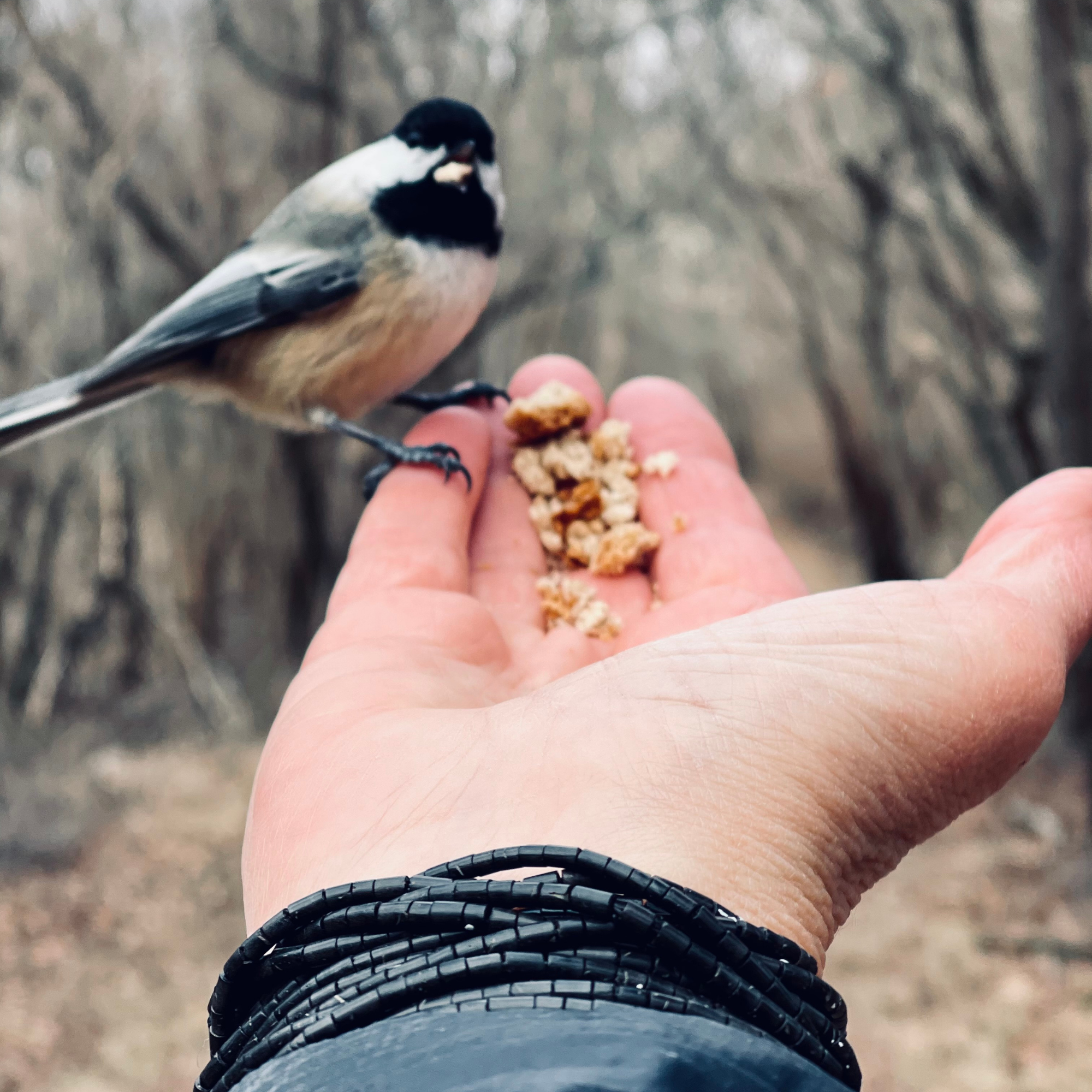 Small bird eating seeds from an outstretched hand