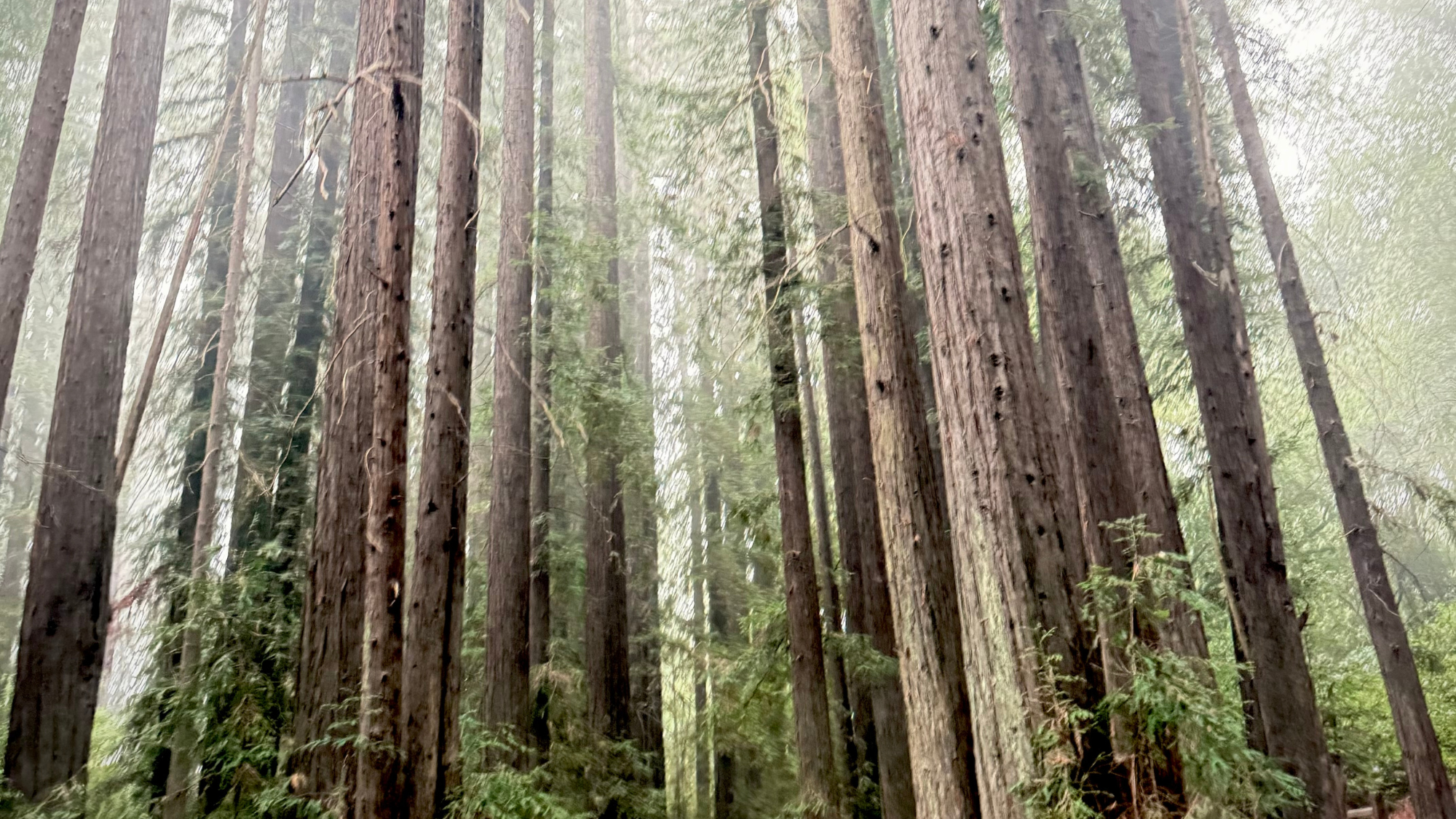 Tall redwood trees rise into a misty canopy in a quiet forest filled with soft green light.