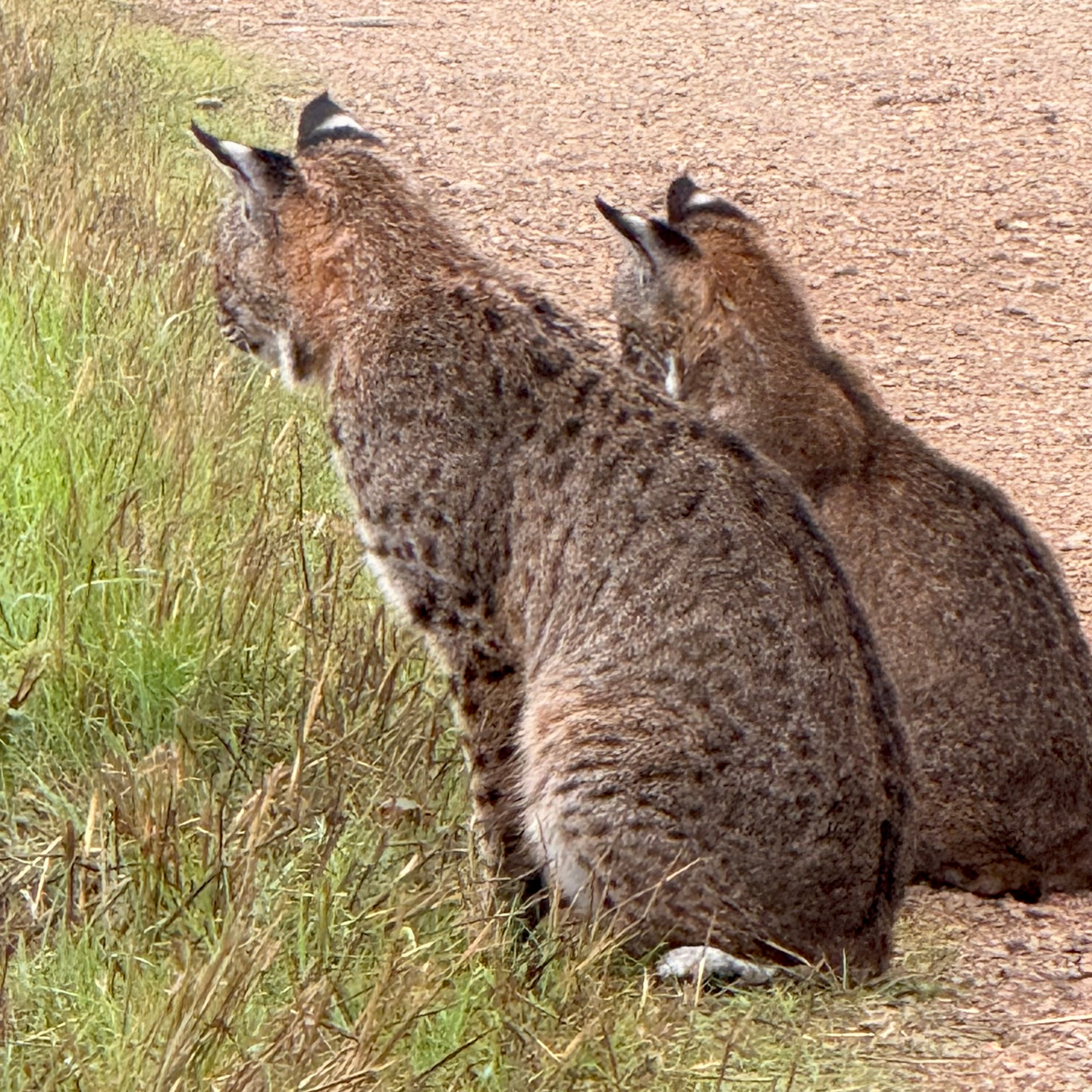 Two bobcats sit side by side at the edge of a dirt road, looking out into tall grass.