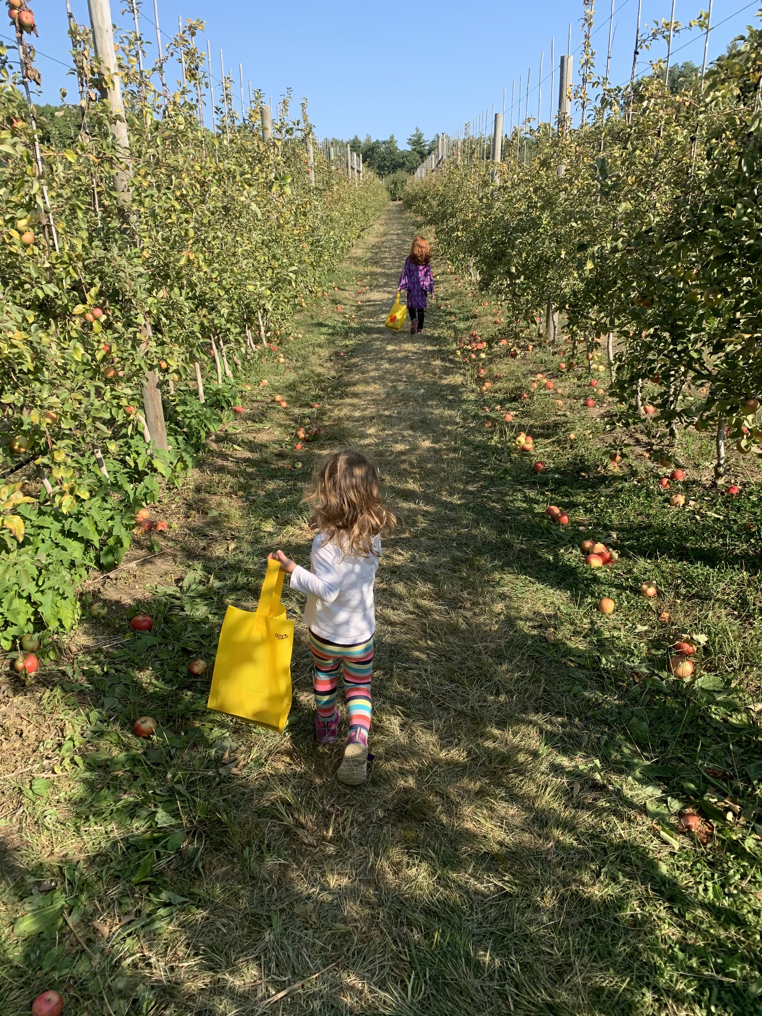 Where to Go Apple Picking Near Concord