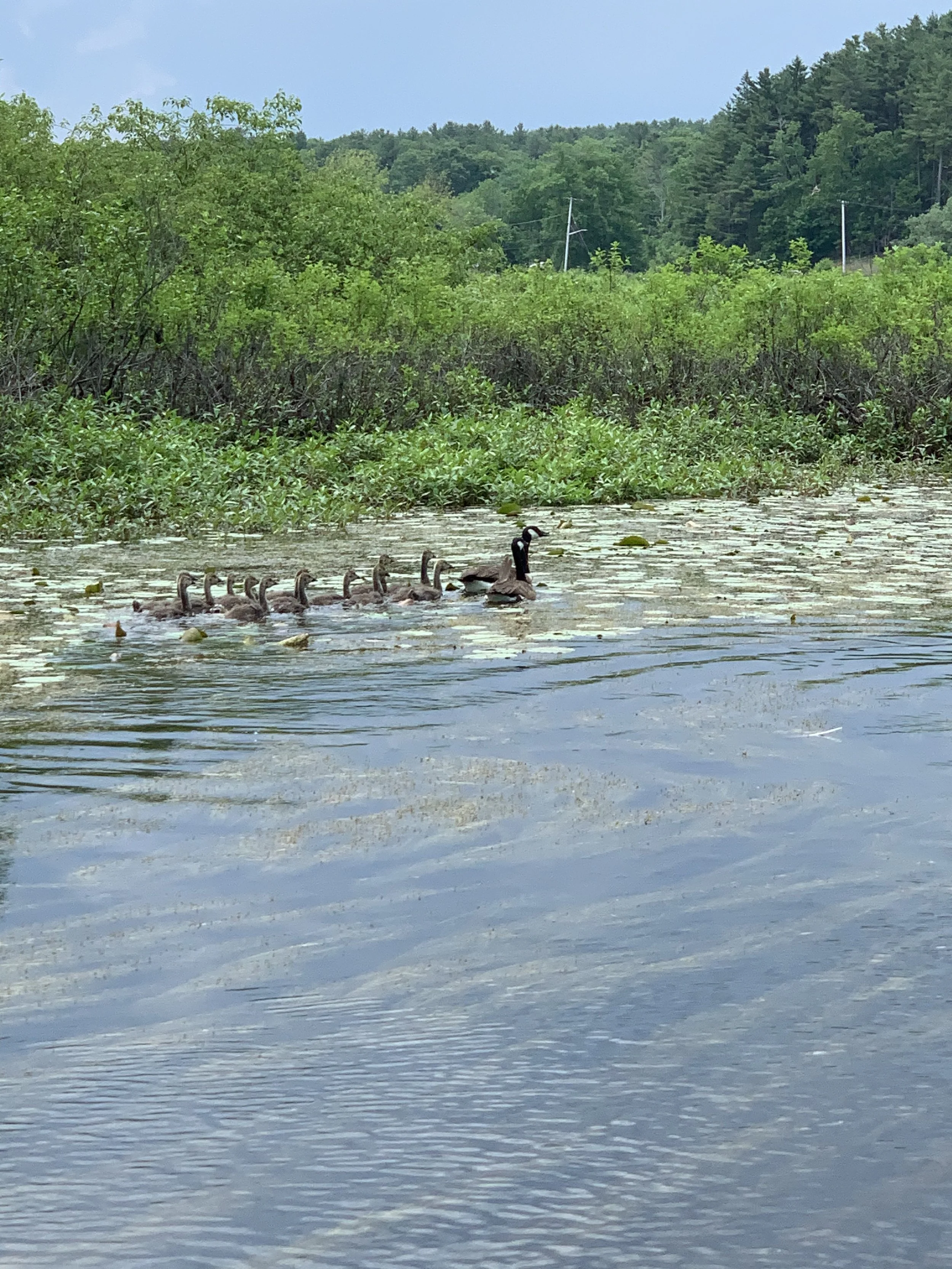 Spring Activities in Concord: The Best Ways to Enjoy the Season