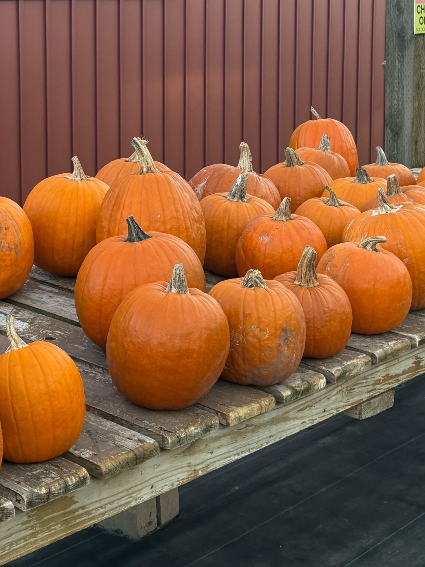 Best Fall Activities in Concord