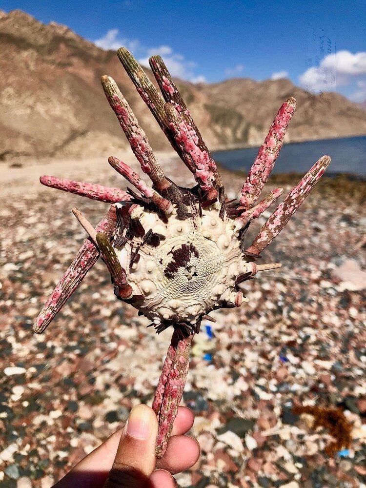 sea-urchins-the-red-sea.jpg